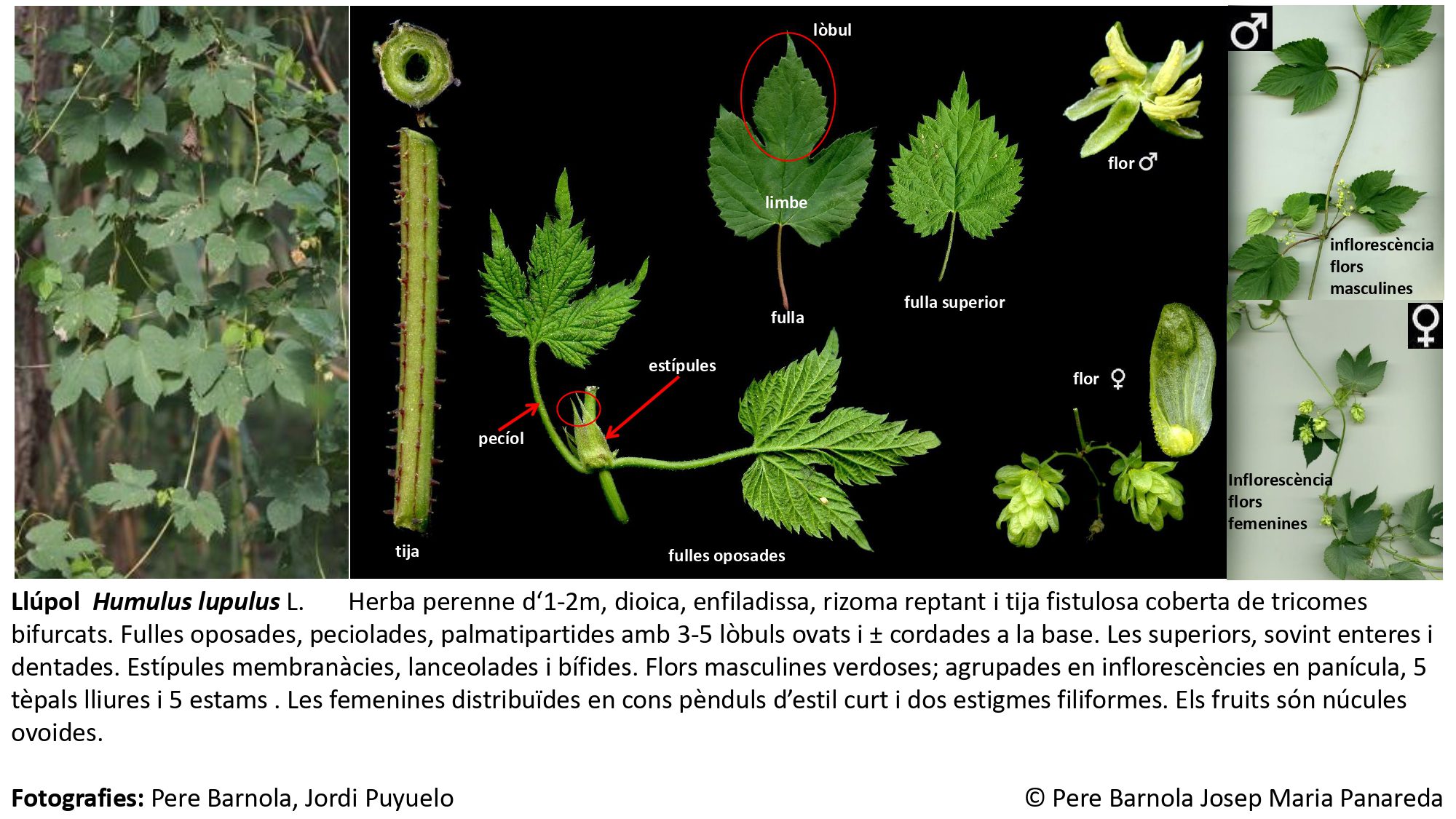 fitxa_Humulus_lupulus