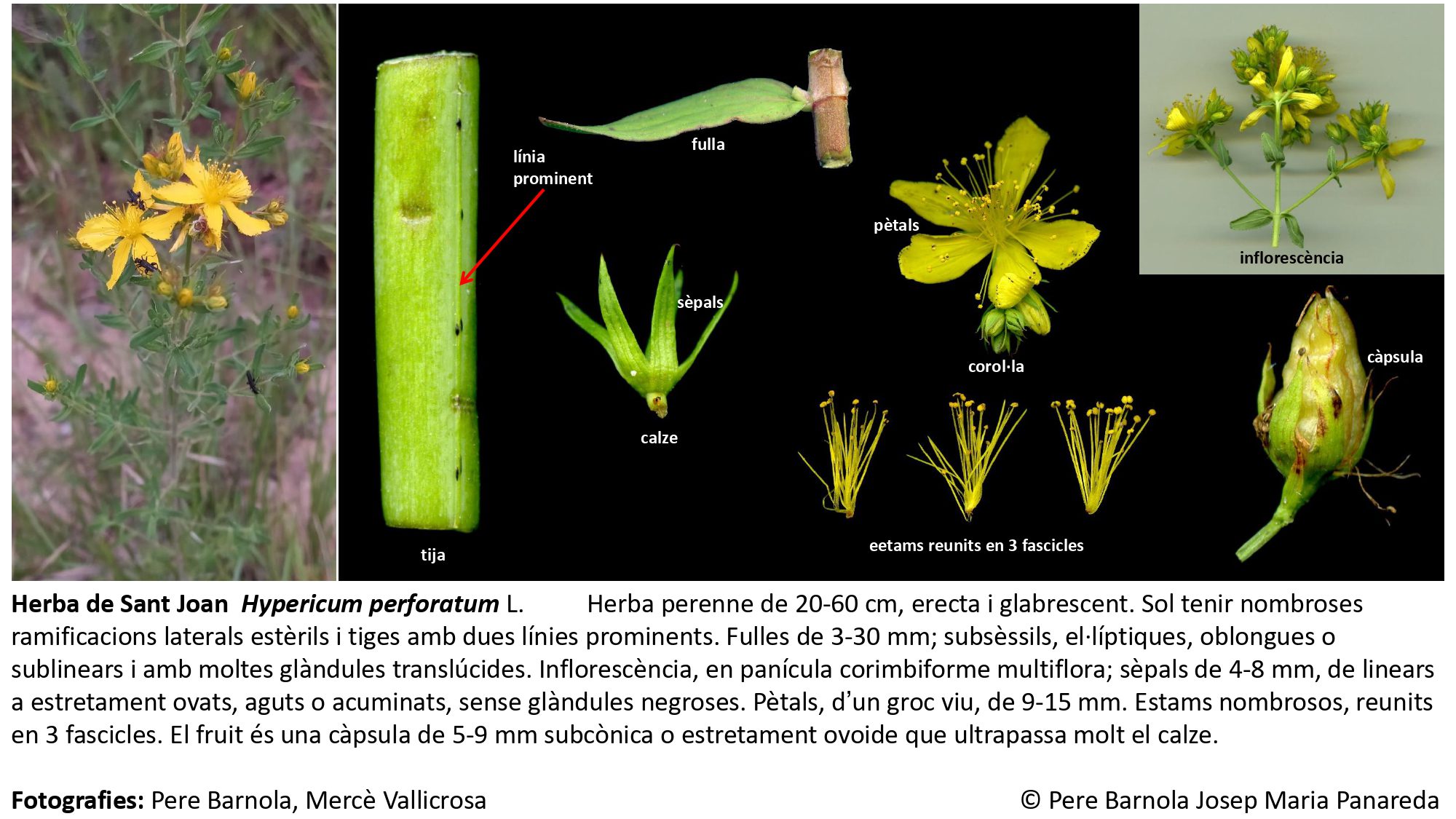fitxa_Hypericum_perforatum