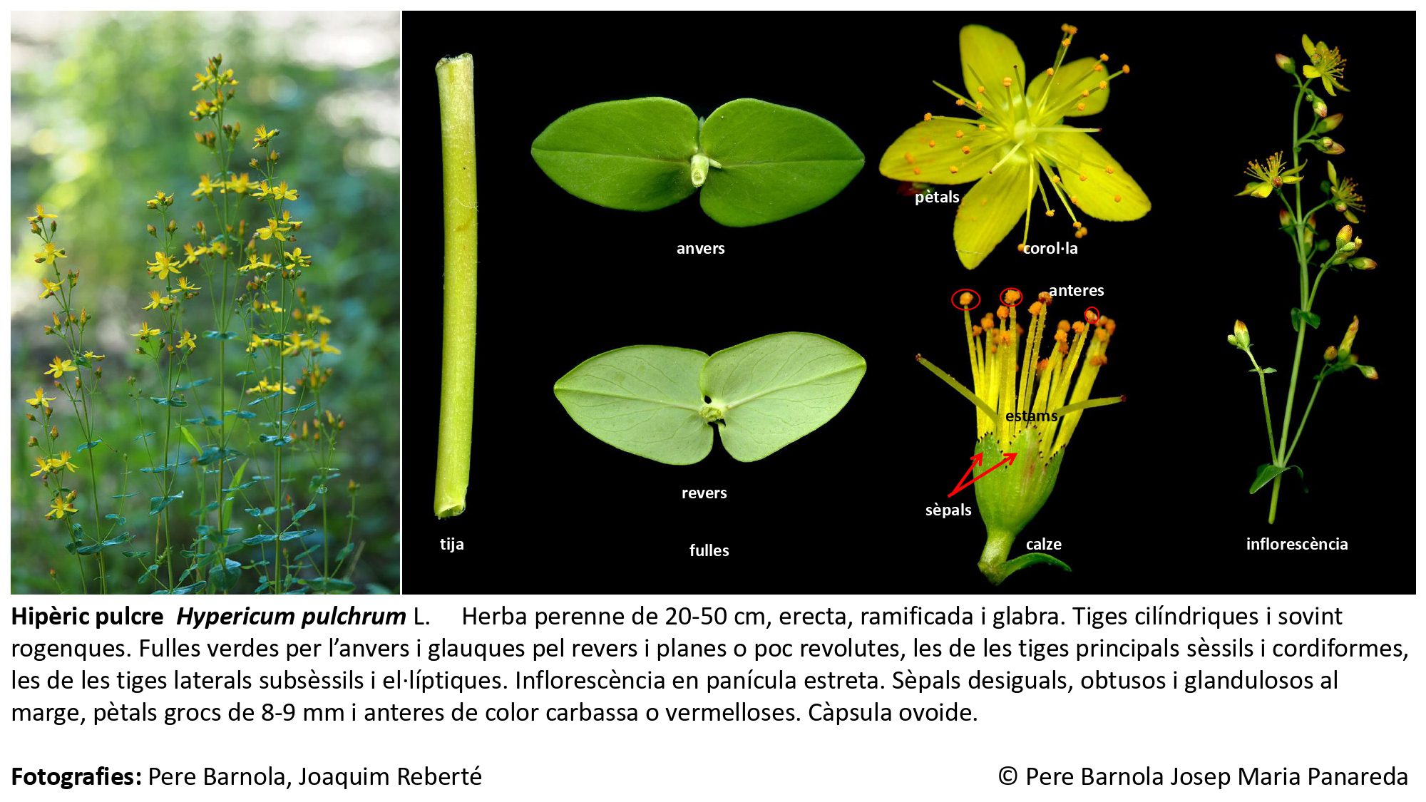 fitxa_Hypericum_pulchrum
