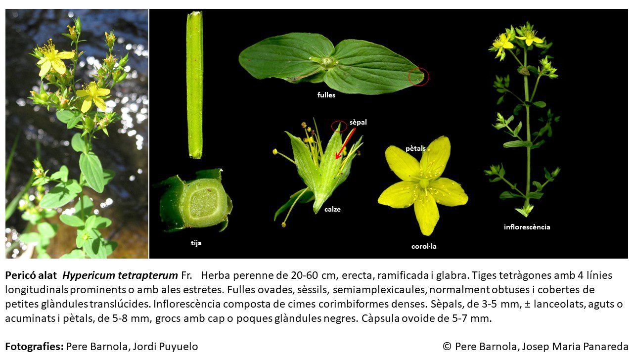 fitxa_Hypericum_tetrapterum