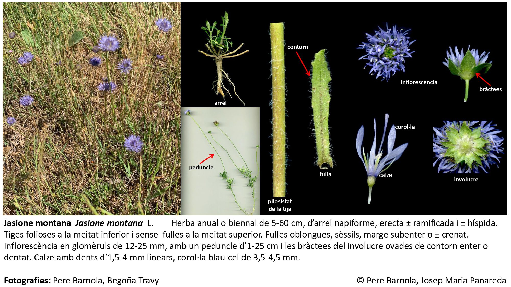 fitxa_Jasione_montana