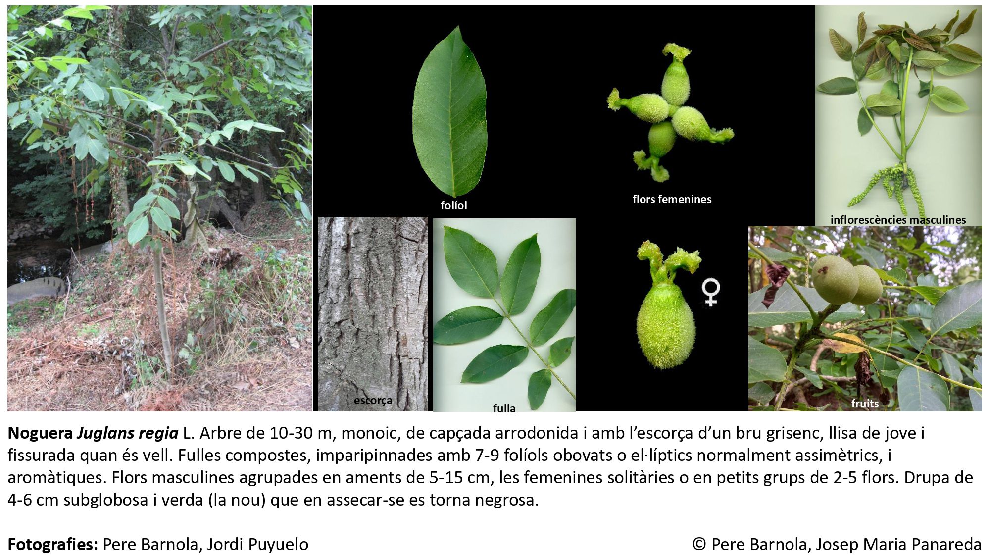 fitxa_Juglans_regia
