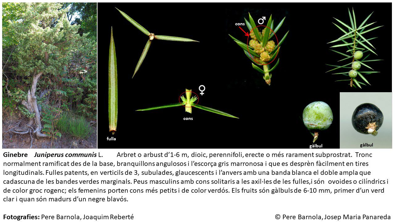 fitxa_Juniperus_communis