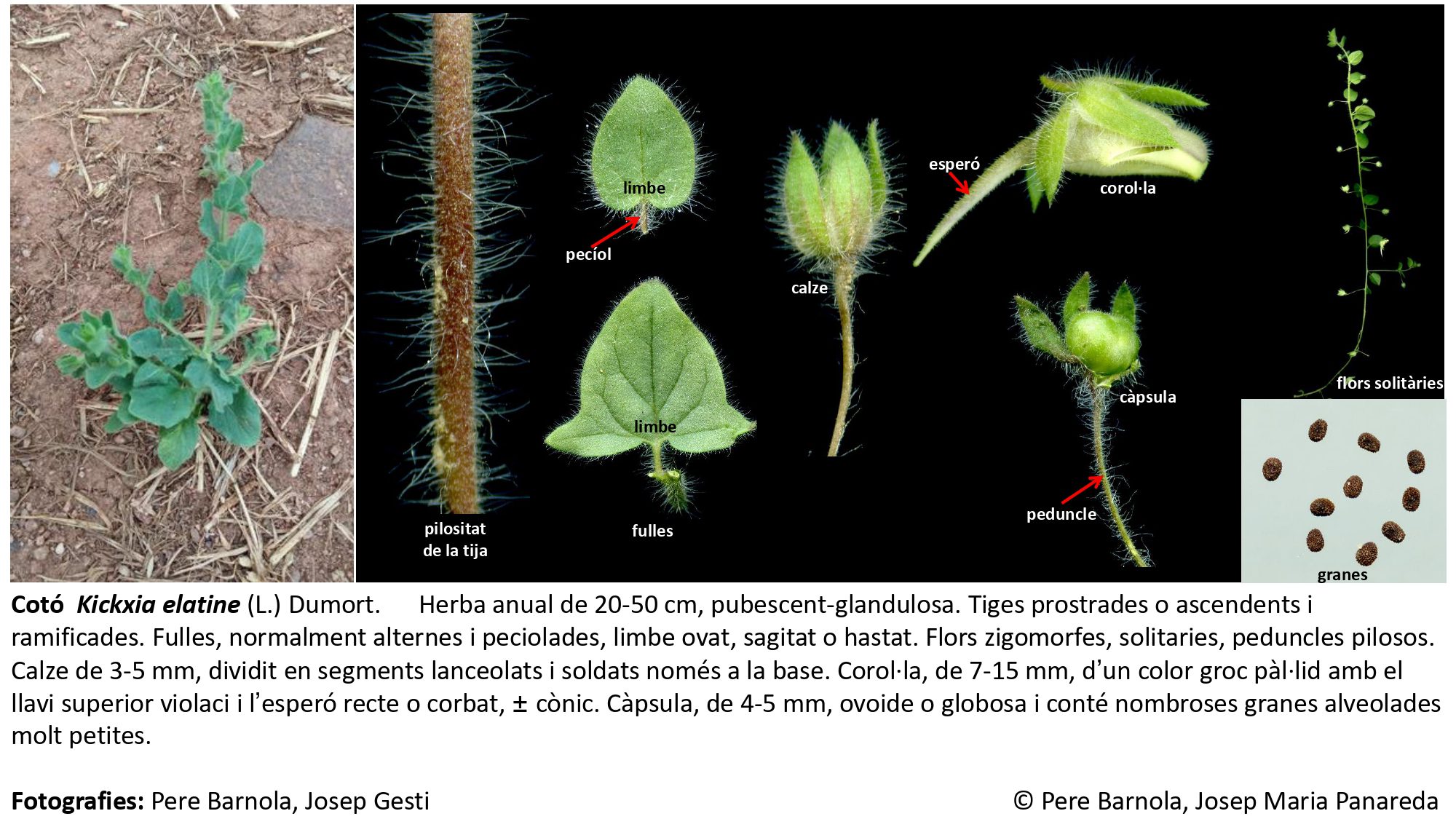 fitxa_Kickxia_elatine_elatine