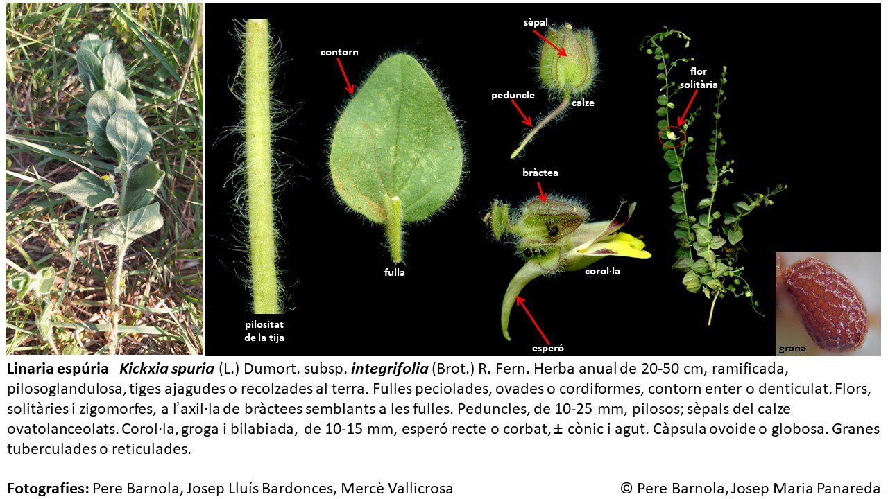fitxa_Kickxia_spuria_integrifolia