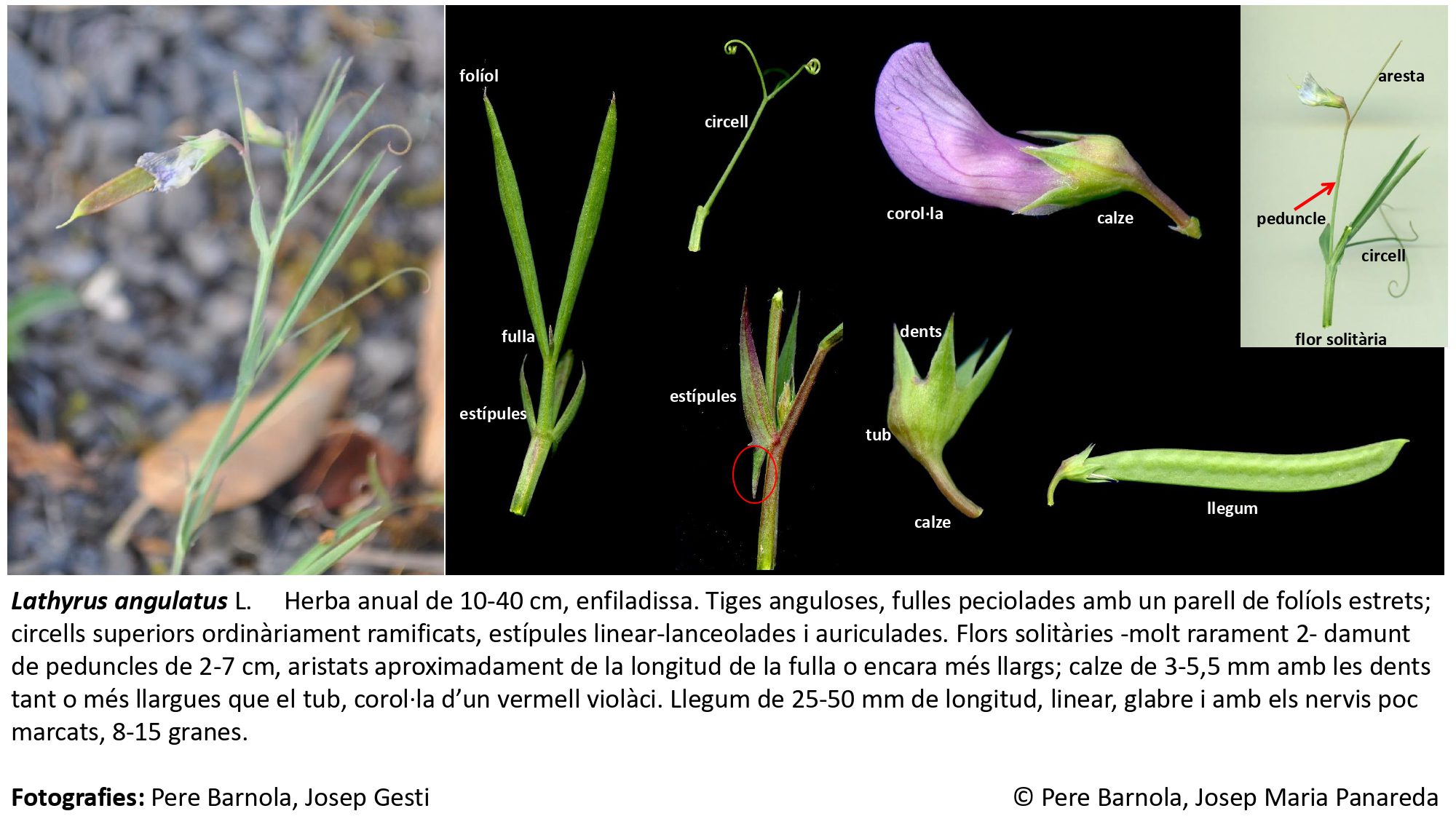 fitxa_Lathyrus_angulatus