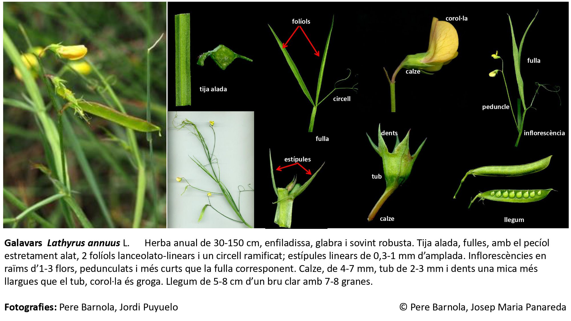 fitxa_Lathyrus_annuus