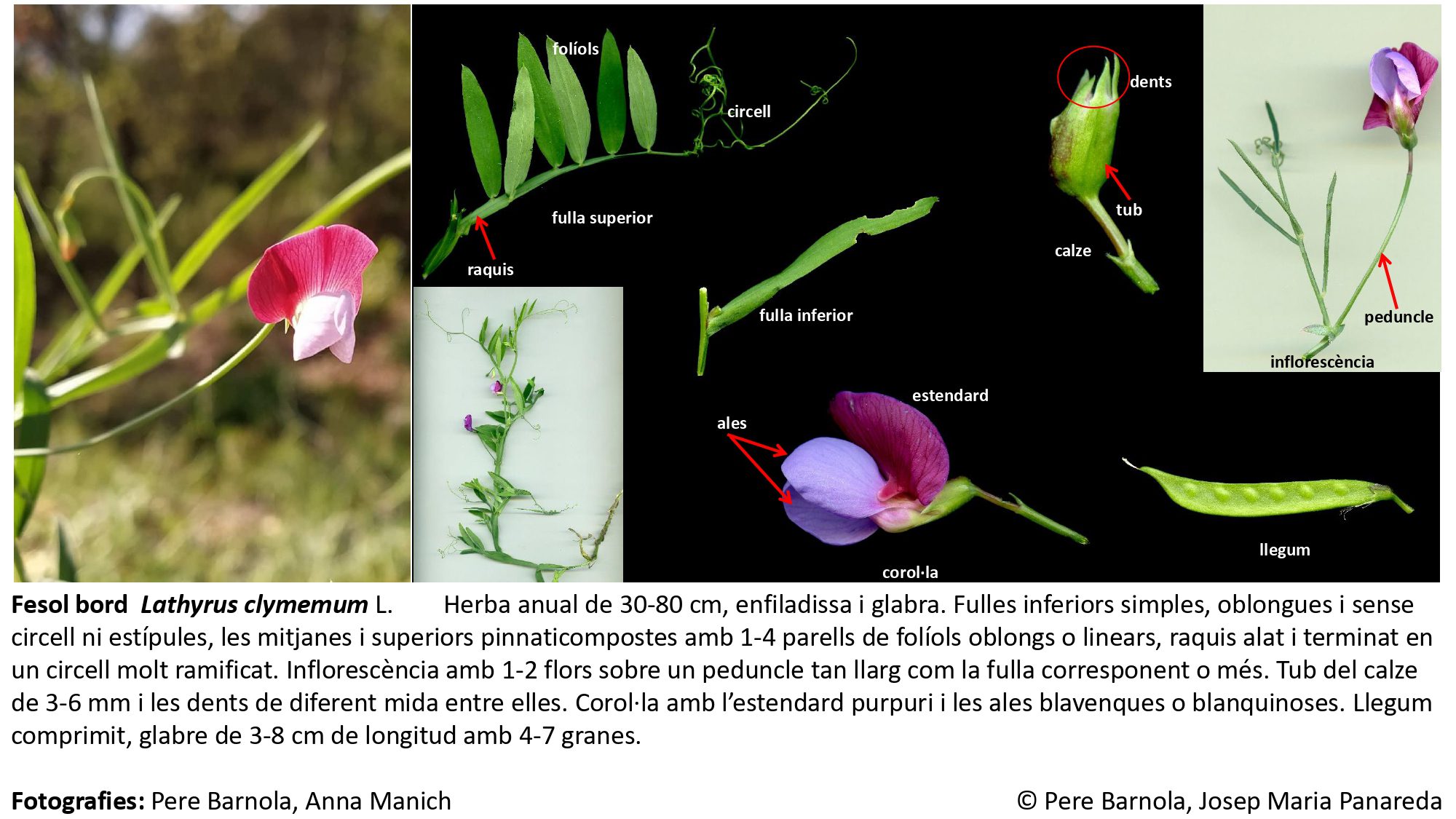 fitxa_Lathyrus_clymenum