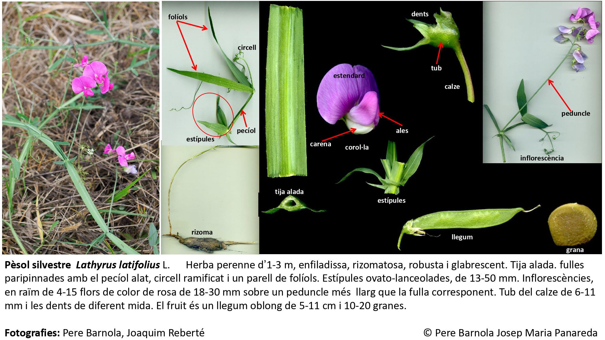 fitxa_Lathyrus_latifolius