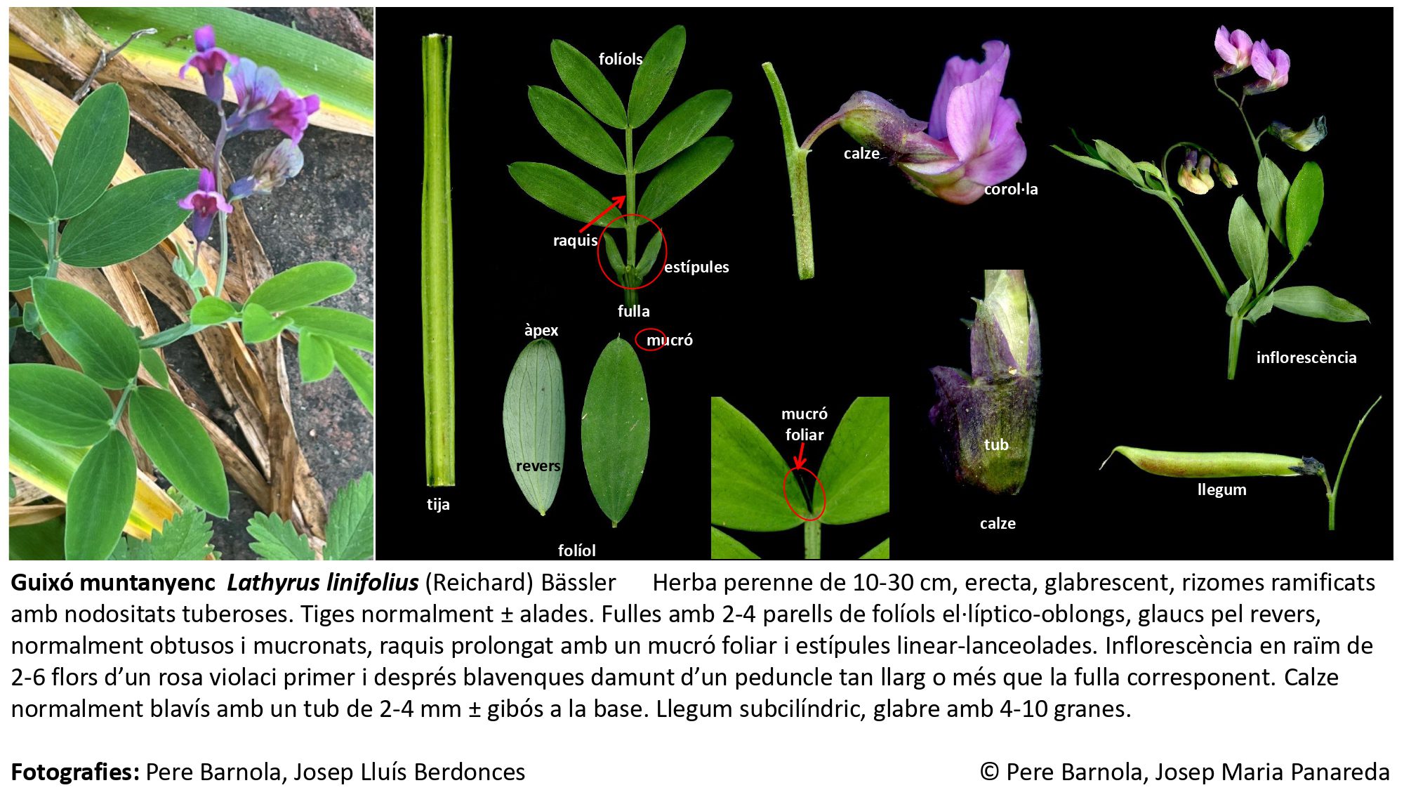 fitxa_Lathyrus_linifolius