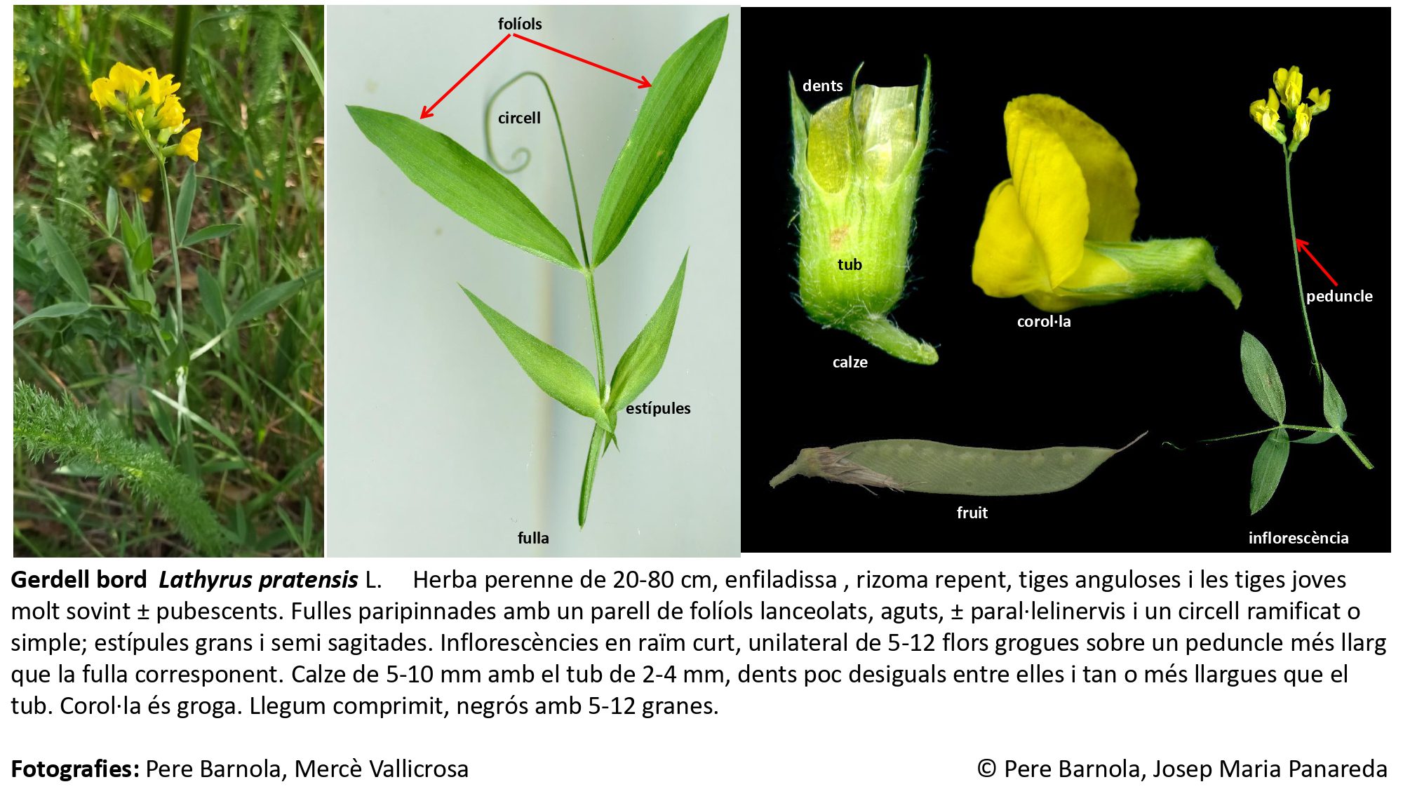 fitxa_Lathyrus_pratensis