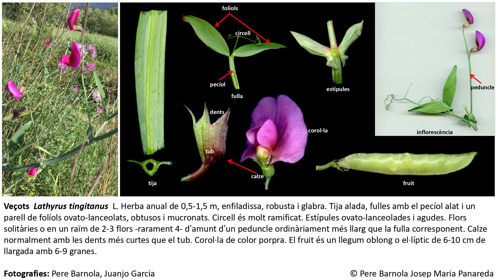 fitxa_Lathyrus_tingitanus