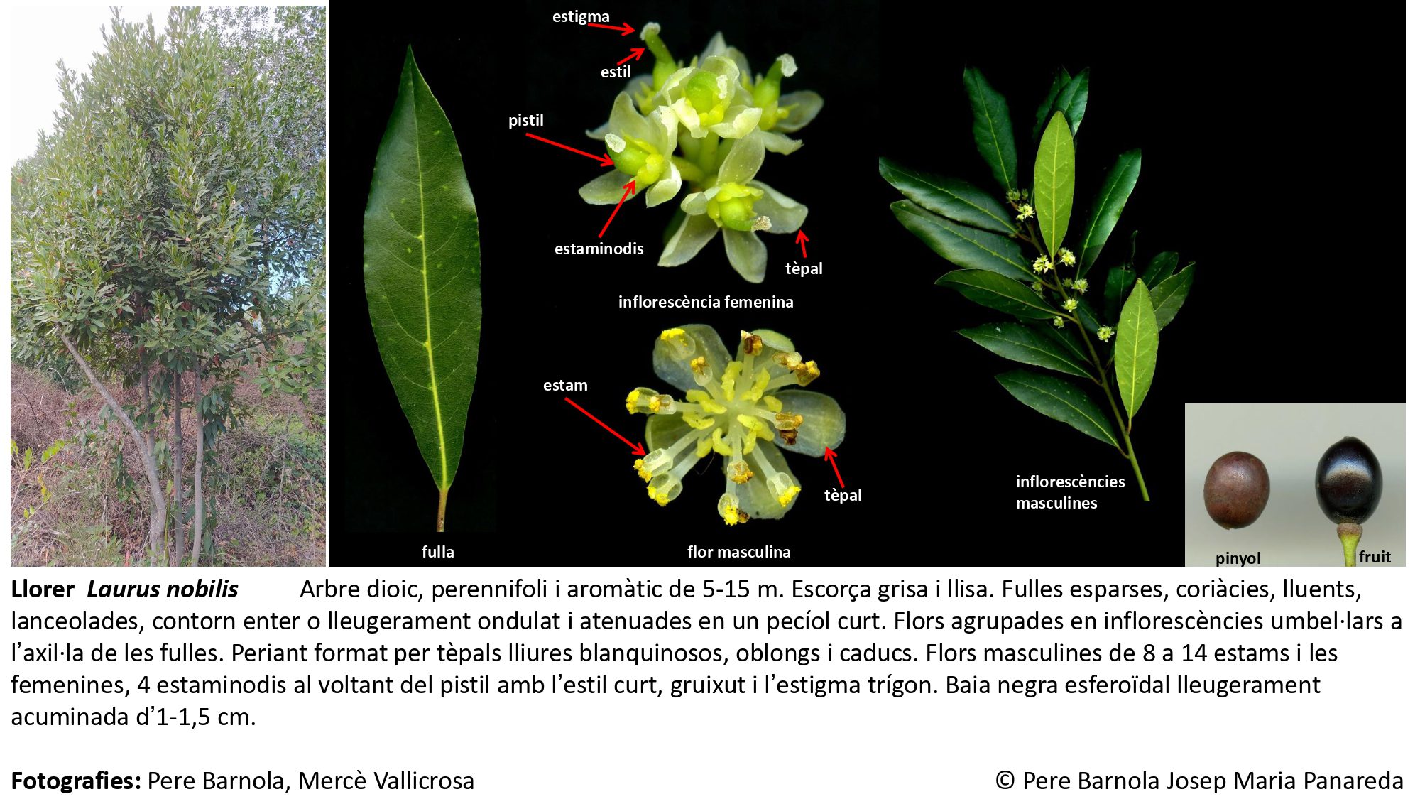 fitxa_Laurus_nobilis