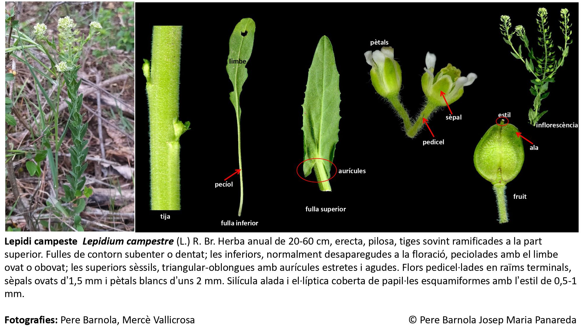 fitxa_Lepidium_campestre