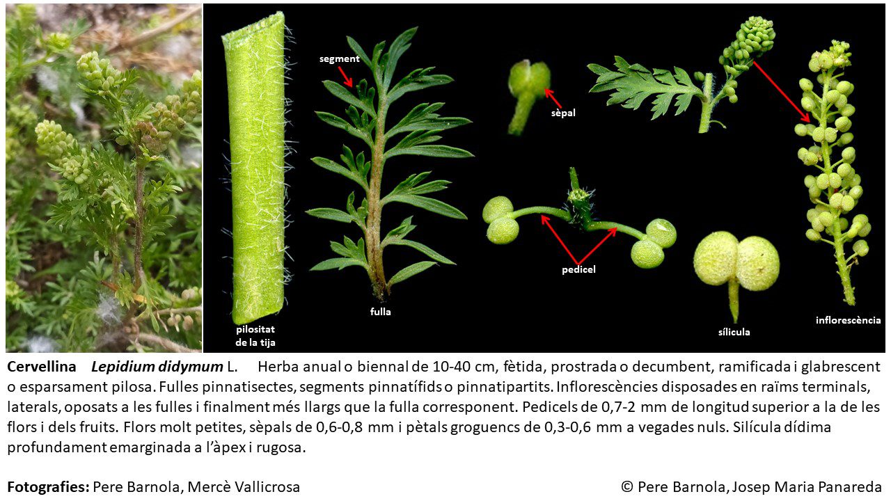 fitxa_Lepidium_didymum
