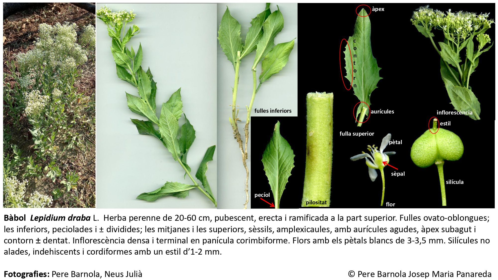 fitxa_Lepidium_draba_draba