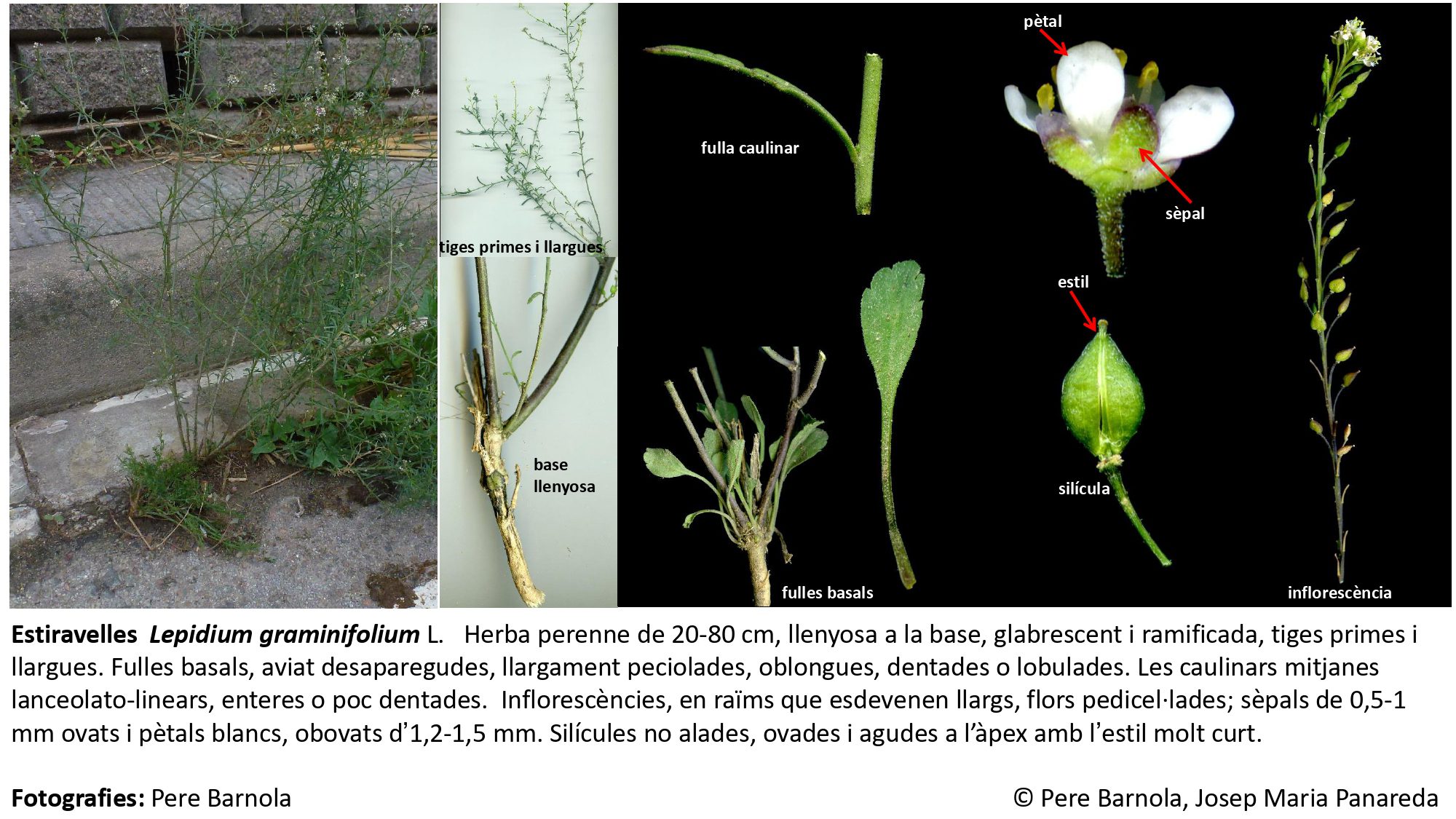 fitxa_Lepidium_graminifolium