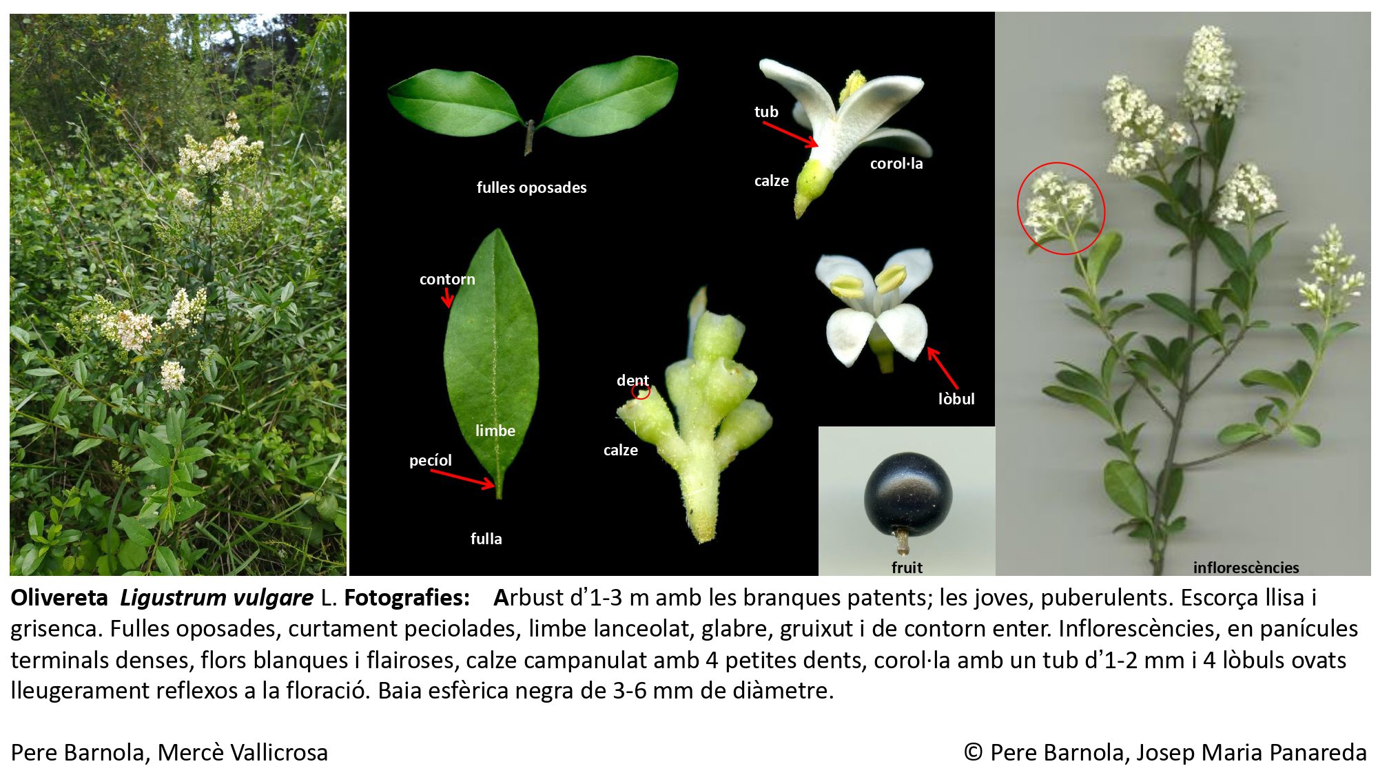 fitxa_Ligustrum_vulgare