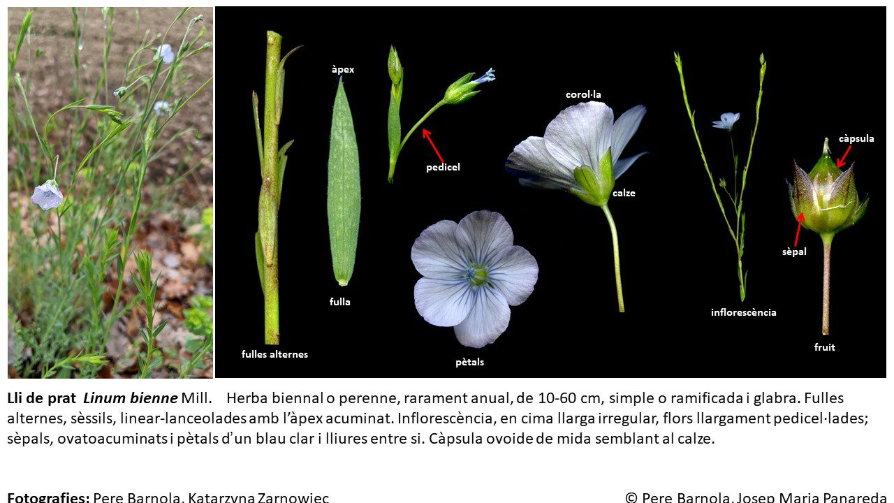 fitxa_Linum_bienne