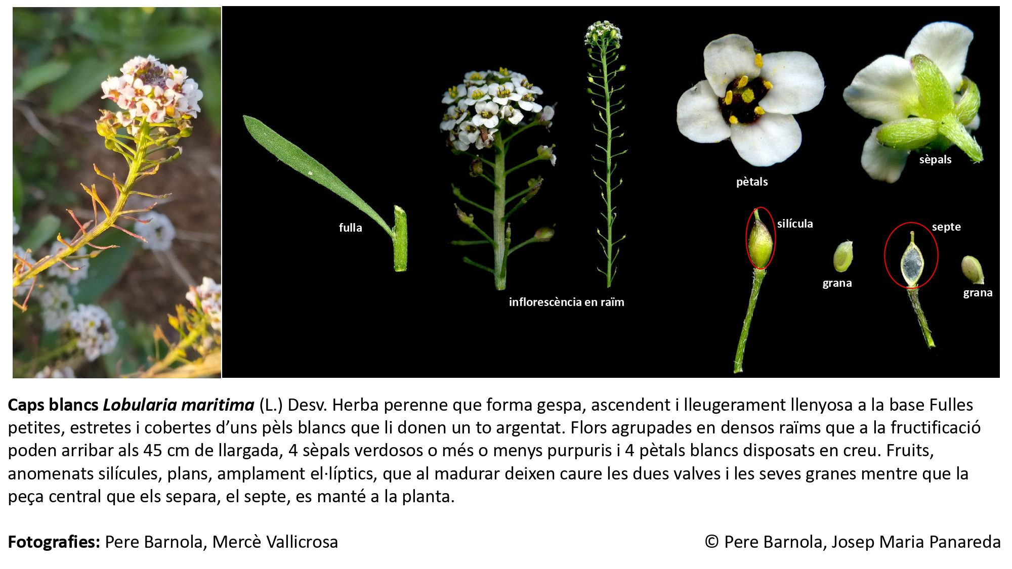 fitxa_Lobularia_maritima