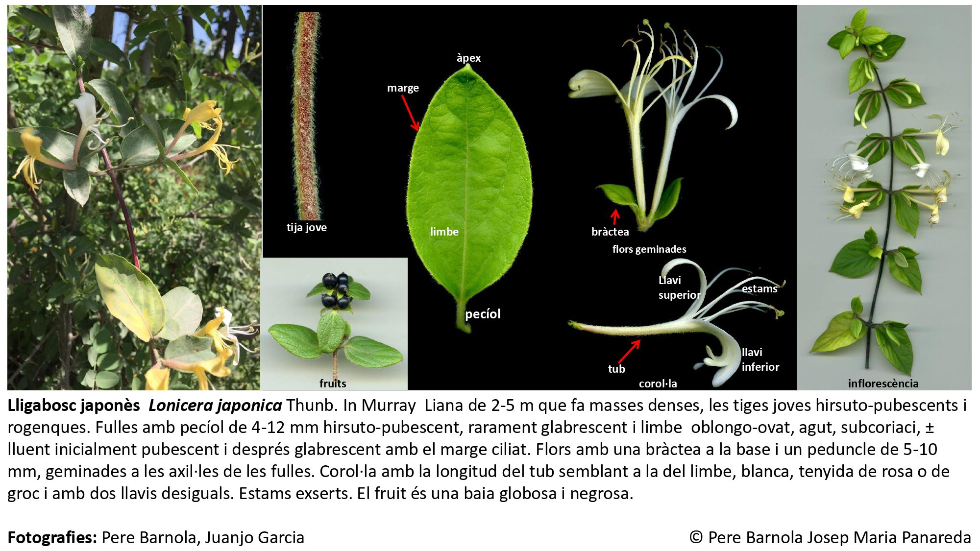 fitxa_Lonicera_japonica