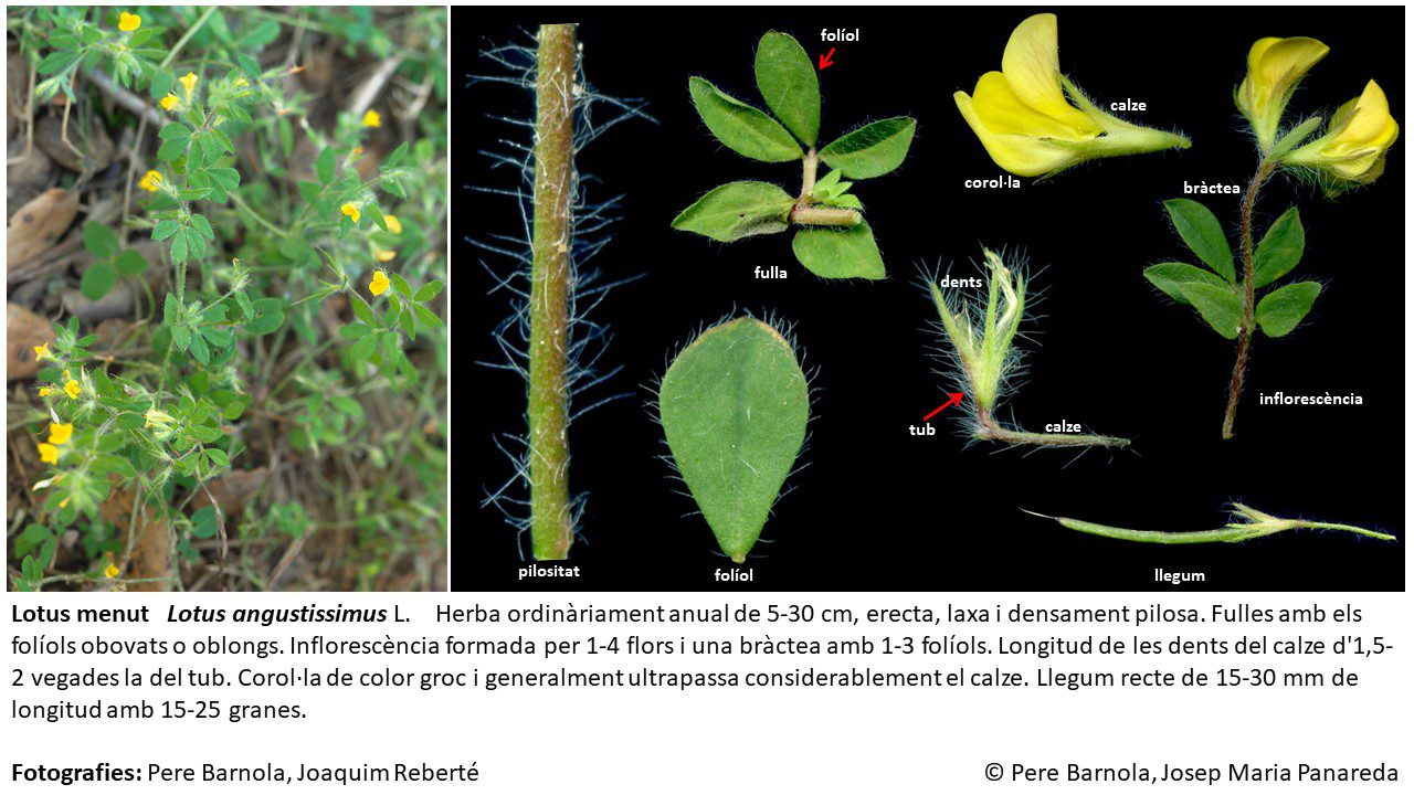 fitxa_Lotus_angustissimus