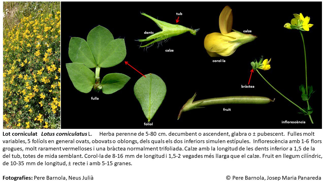 fitxa_Lotus_corniculatus