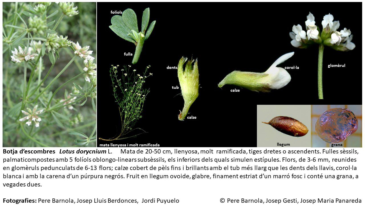 fitxa_Lotus_dorycnium
