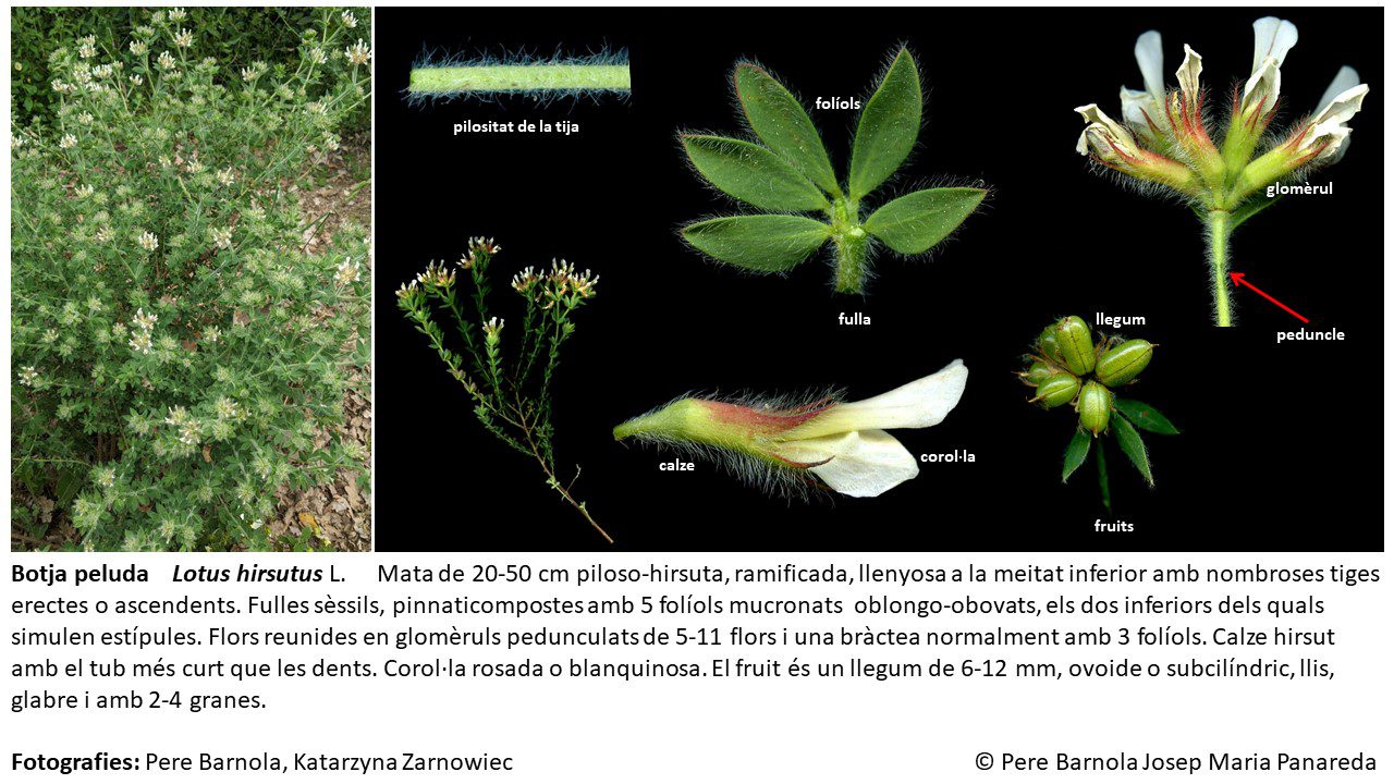 fitxa_Lotus_hirsutus