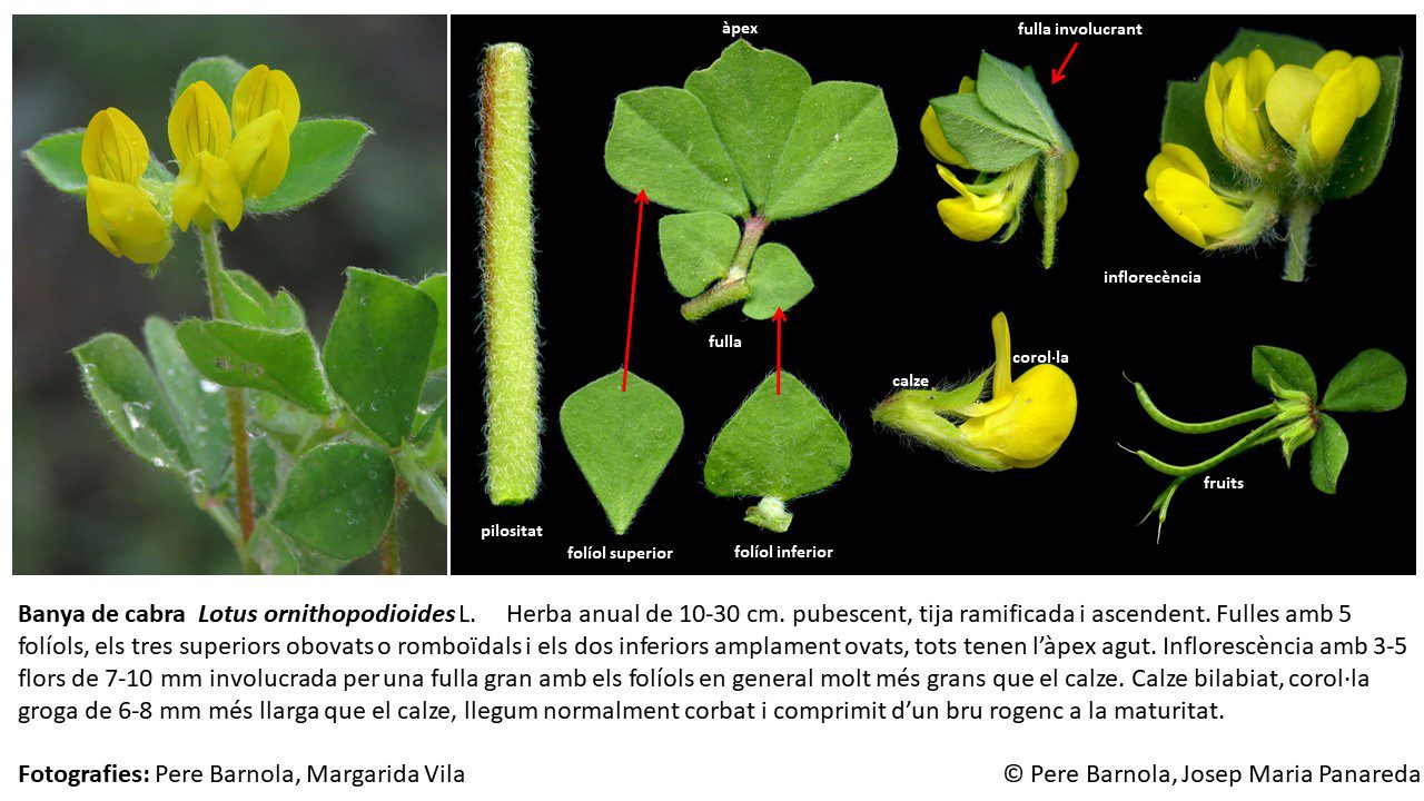 fitxa_Lotus_ornithopodioides
