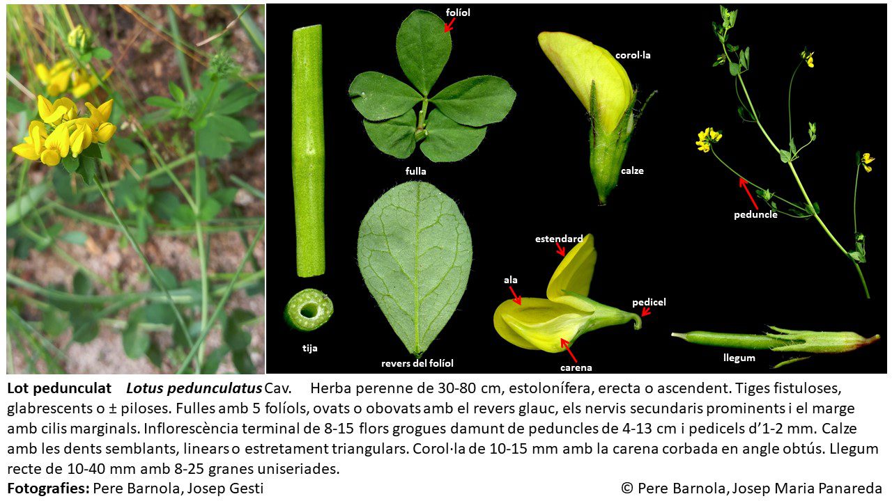 fitxa_Lotus_pedunculatus