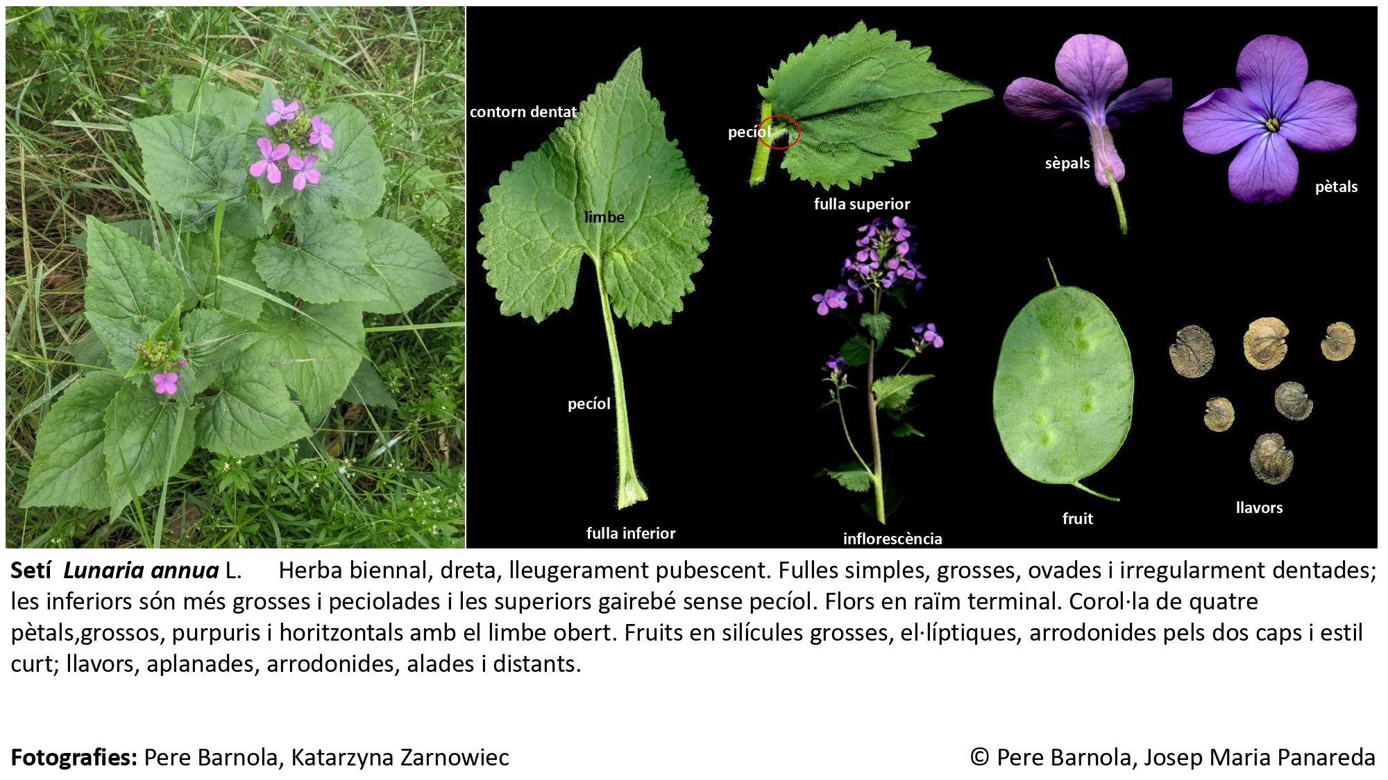 fitxa_Lunaria_annua_annua