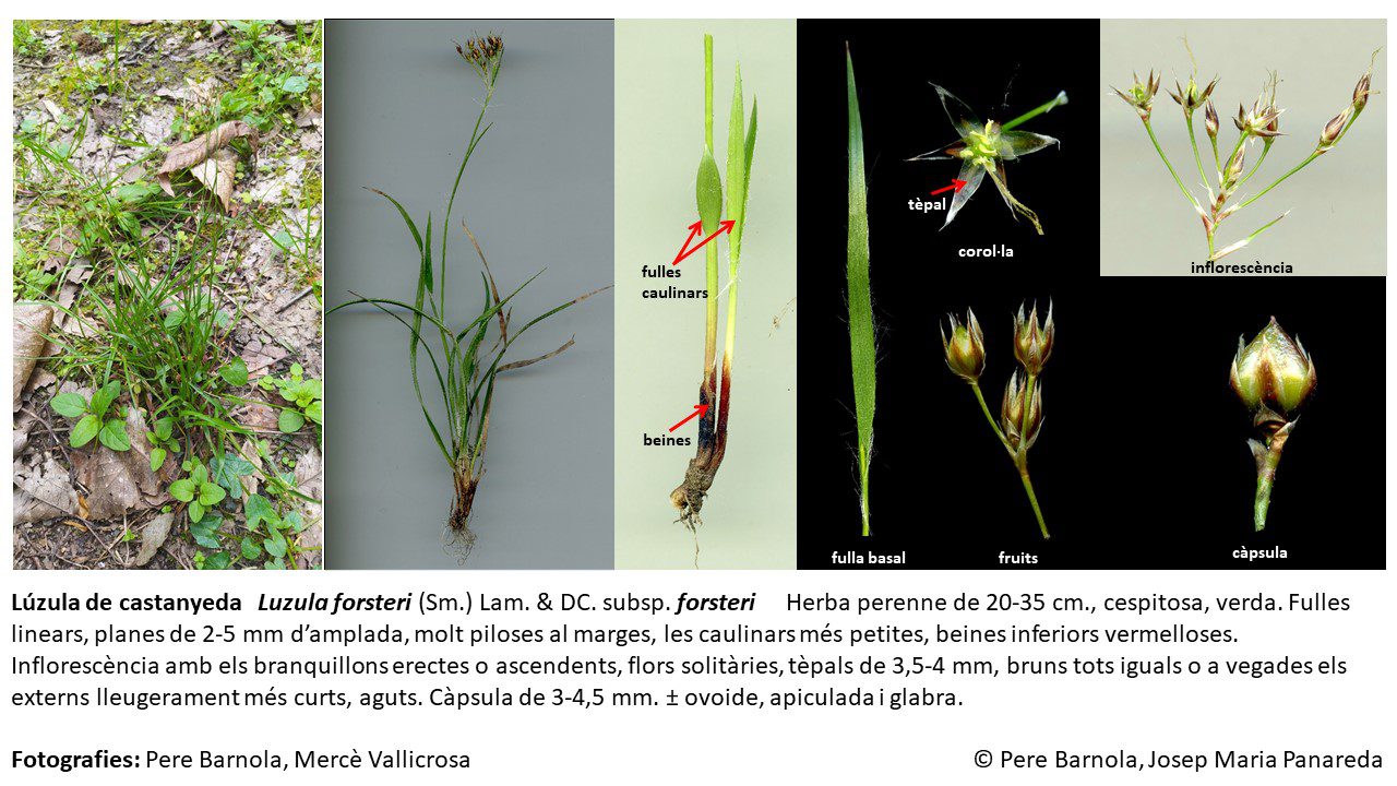 fitxa_Luzula_forsteri_forsteri