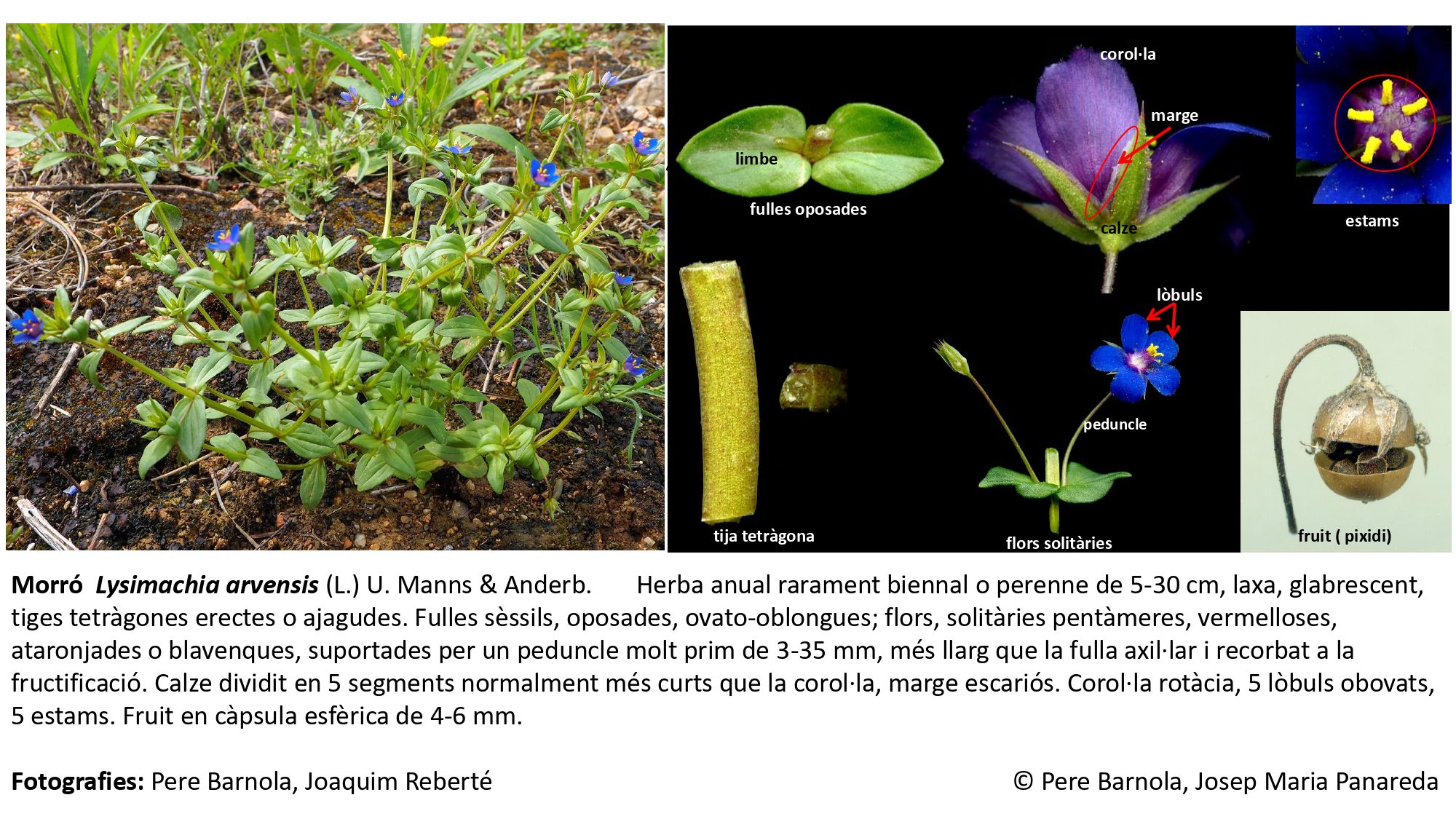 fitxa_Lysimachia_arvensis