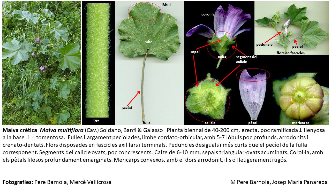 fitxa_Malva_multiflora