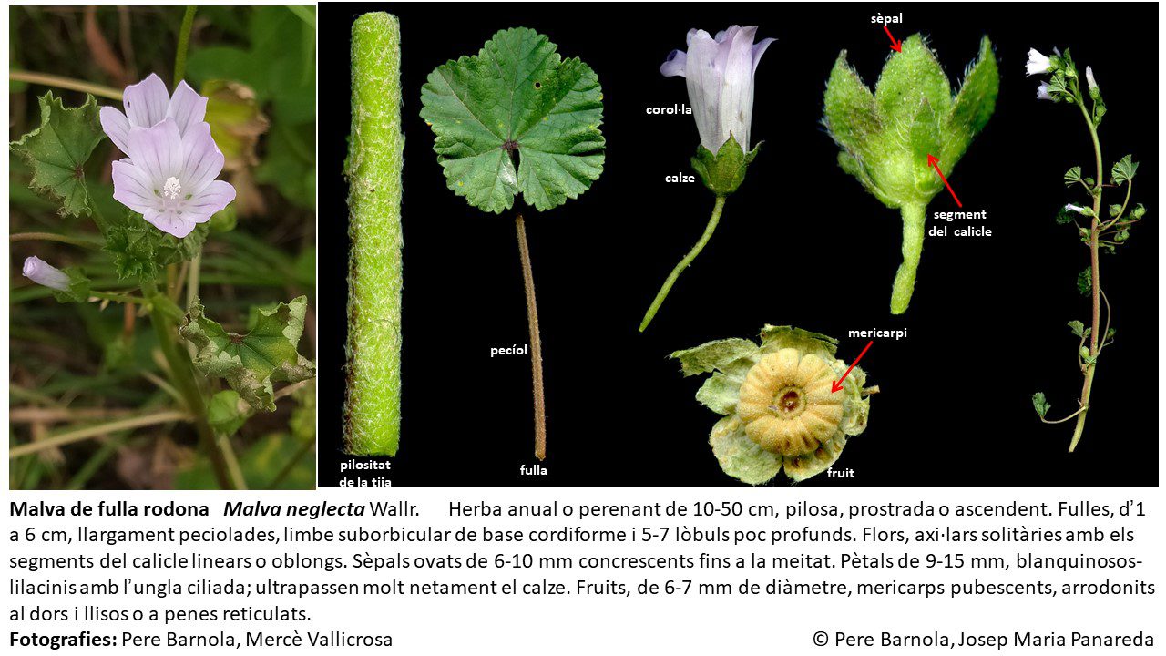 fitxa_Malva_neglecta