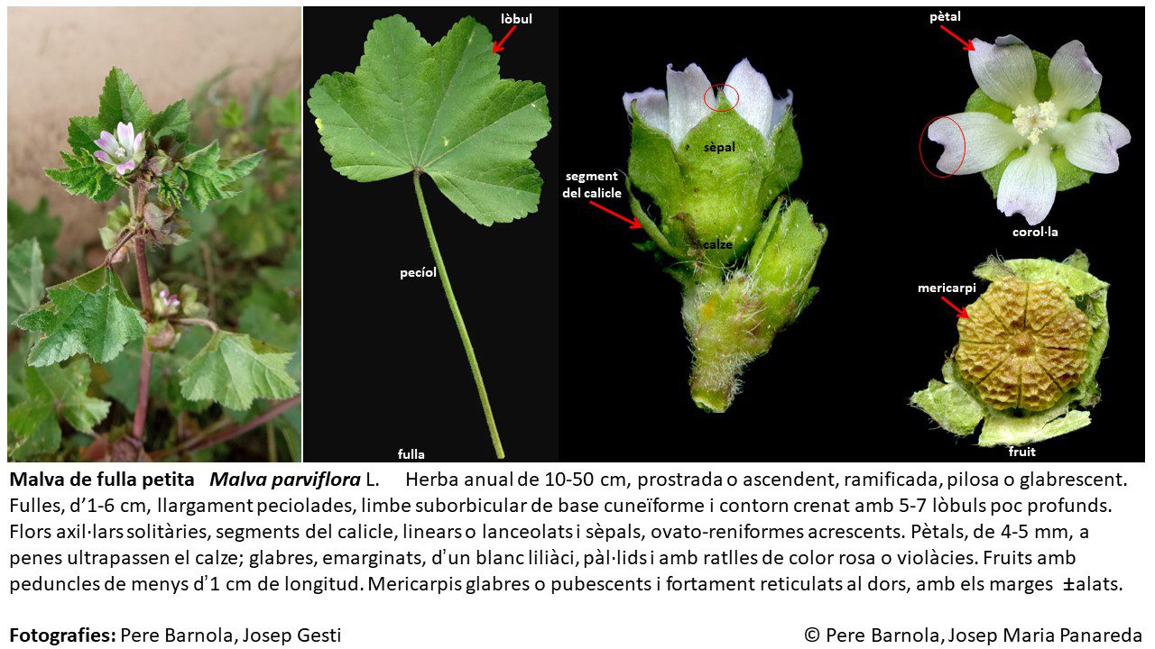 fitxa_Malva_parviflora