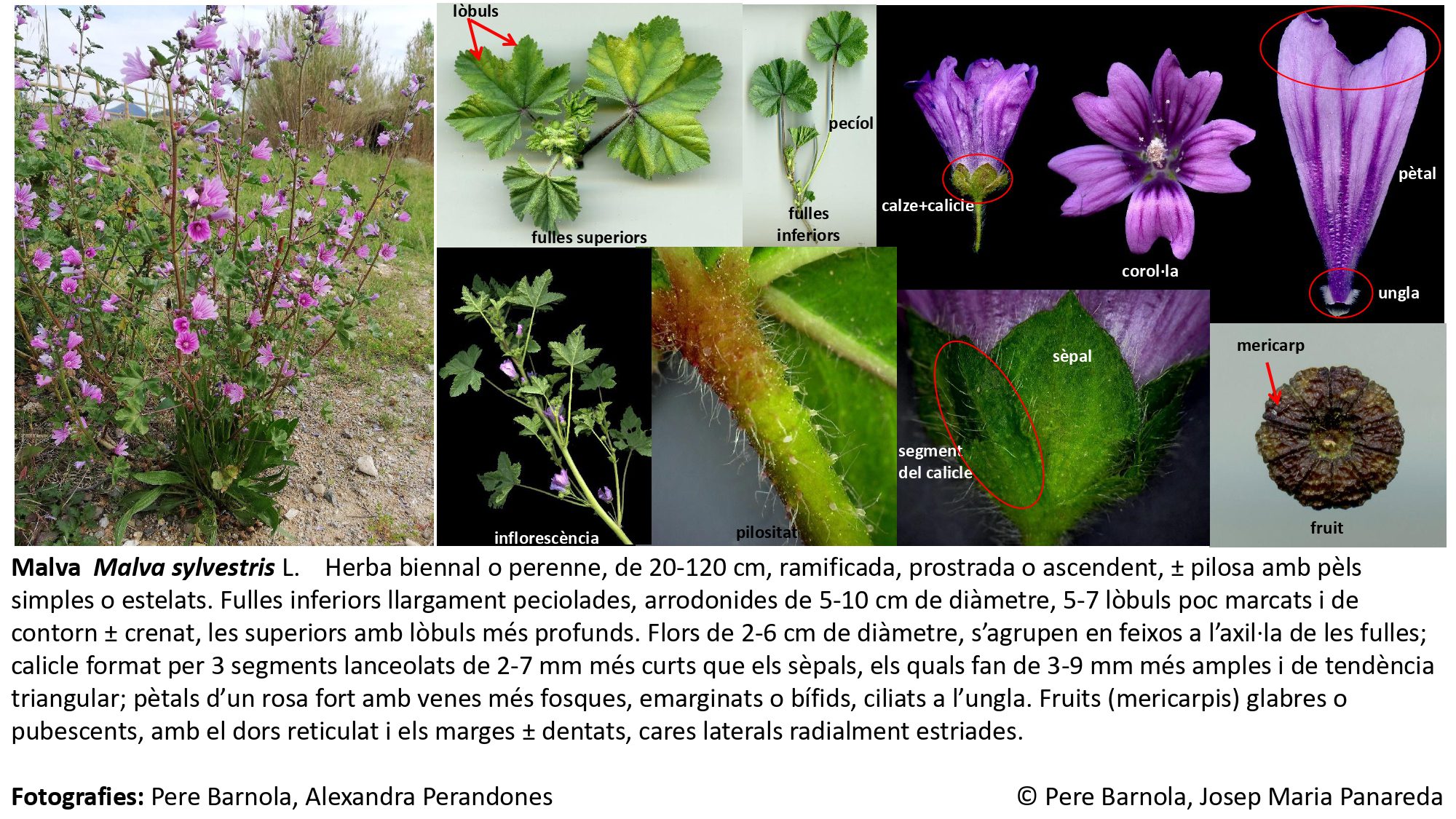 fitxa_Malva_sylvestris