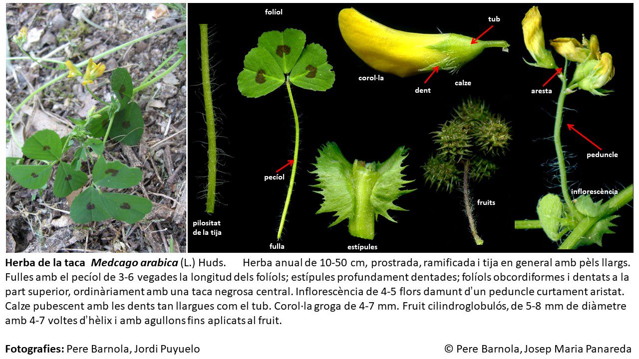 fitxa_Medicago_arabica