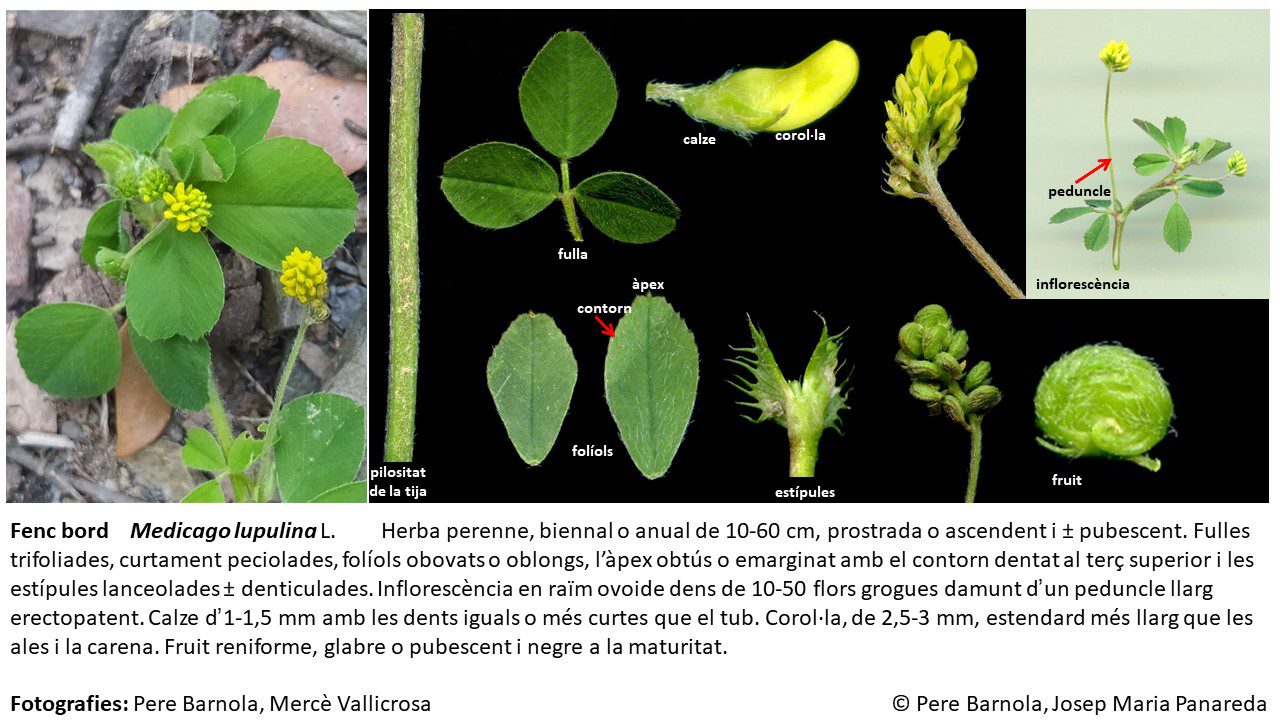 fitxa_Medicago_lupulina