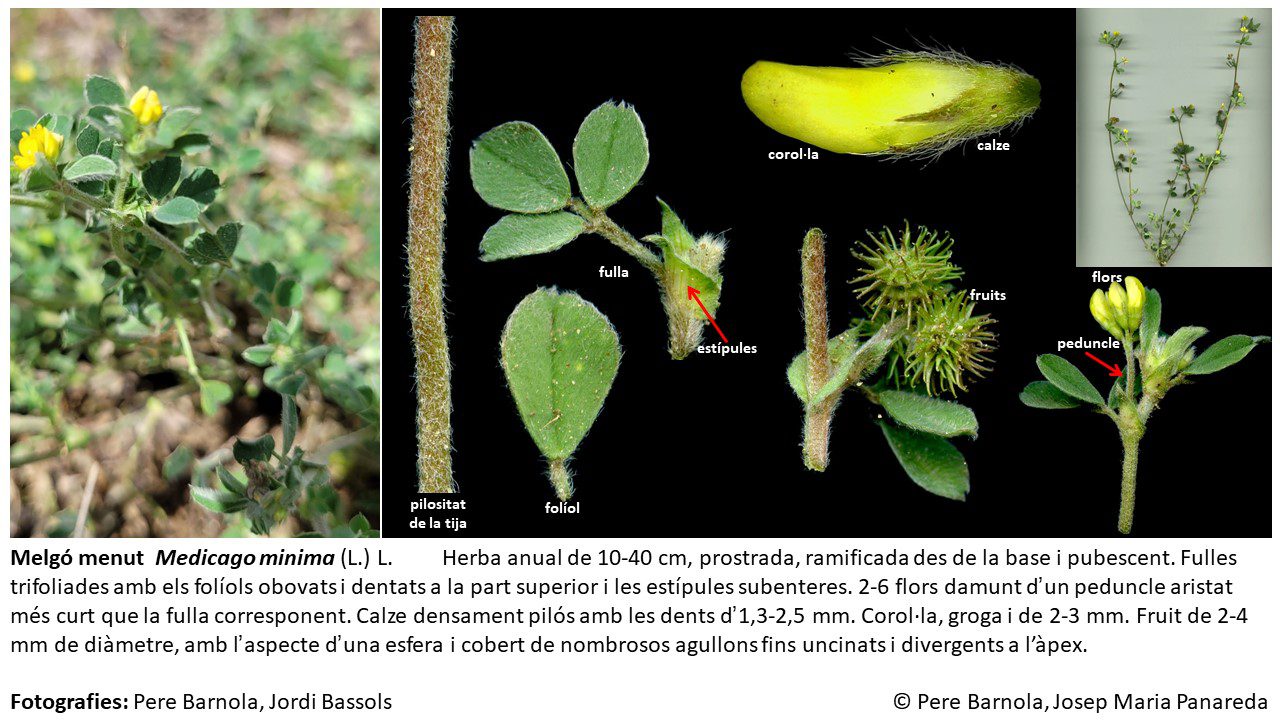 fitxa_Medicago_minima