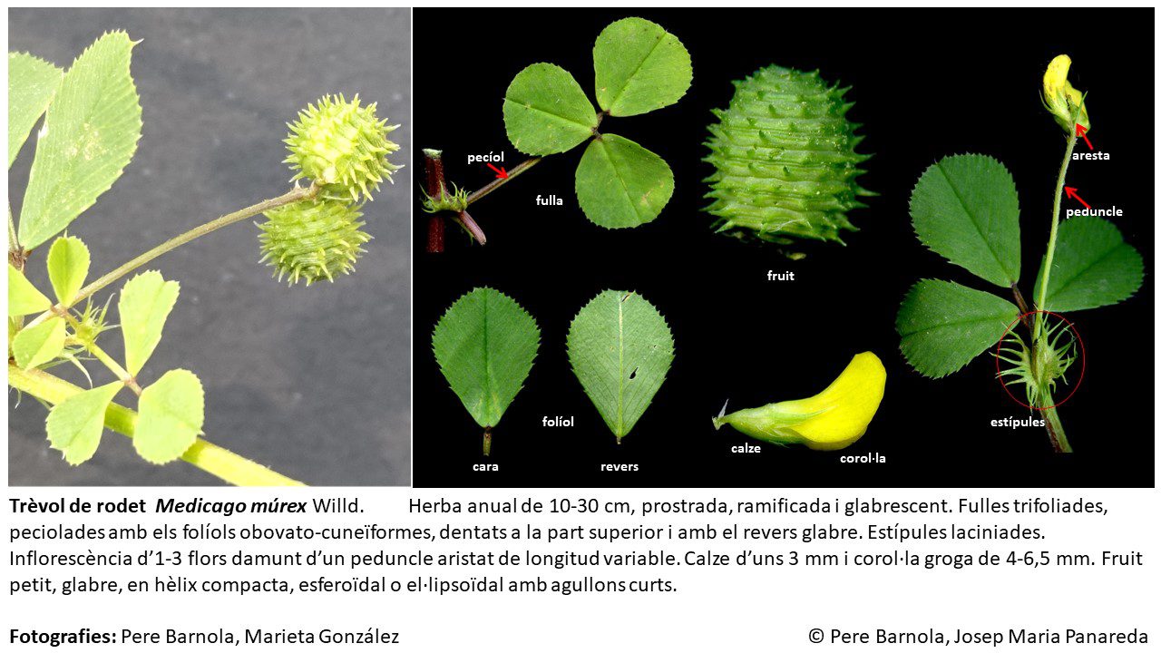 fitxa_Medicago_murex