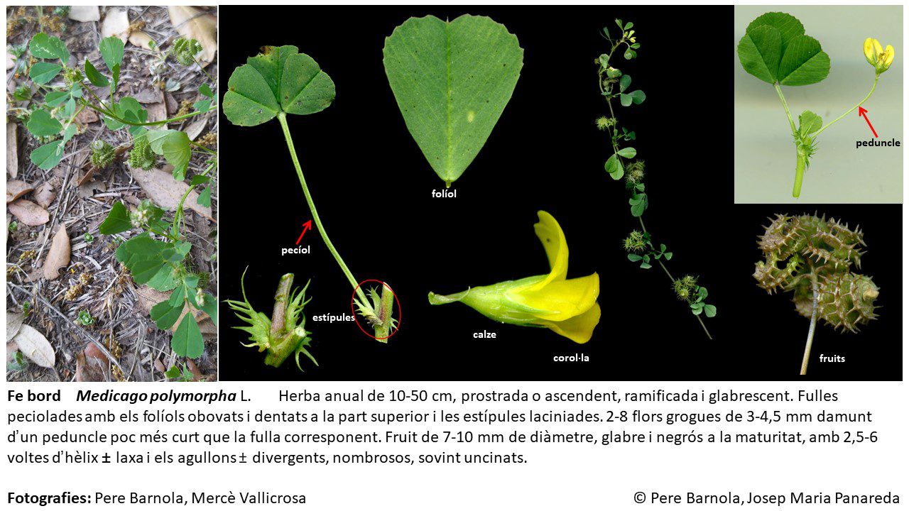 fitxa_Medicago_polymorpha