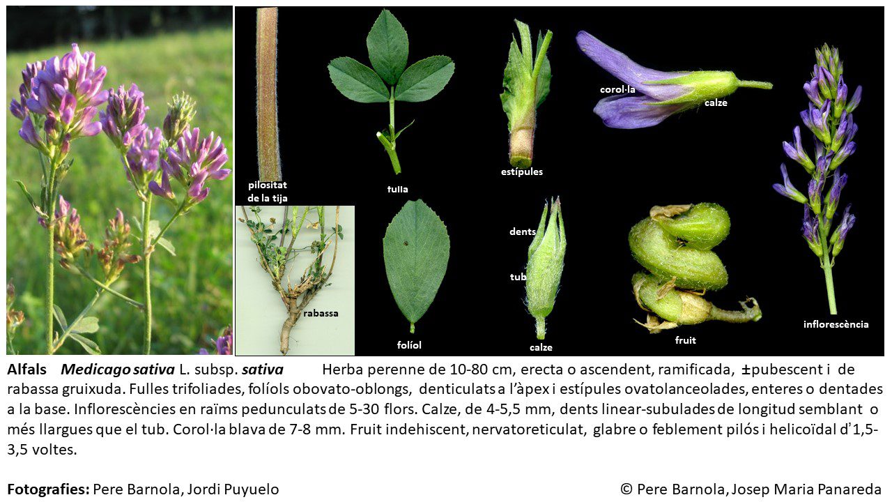fitxa_Medicago_sativa_sativa