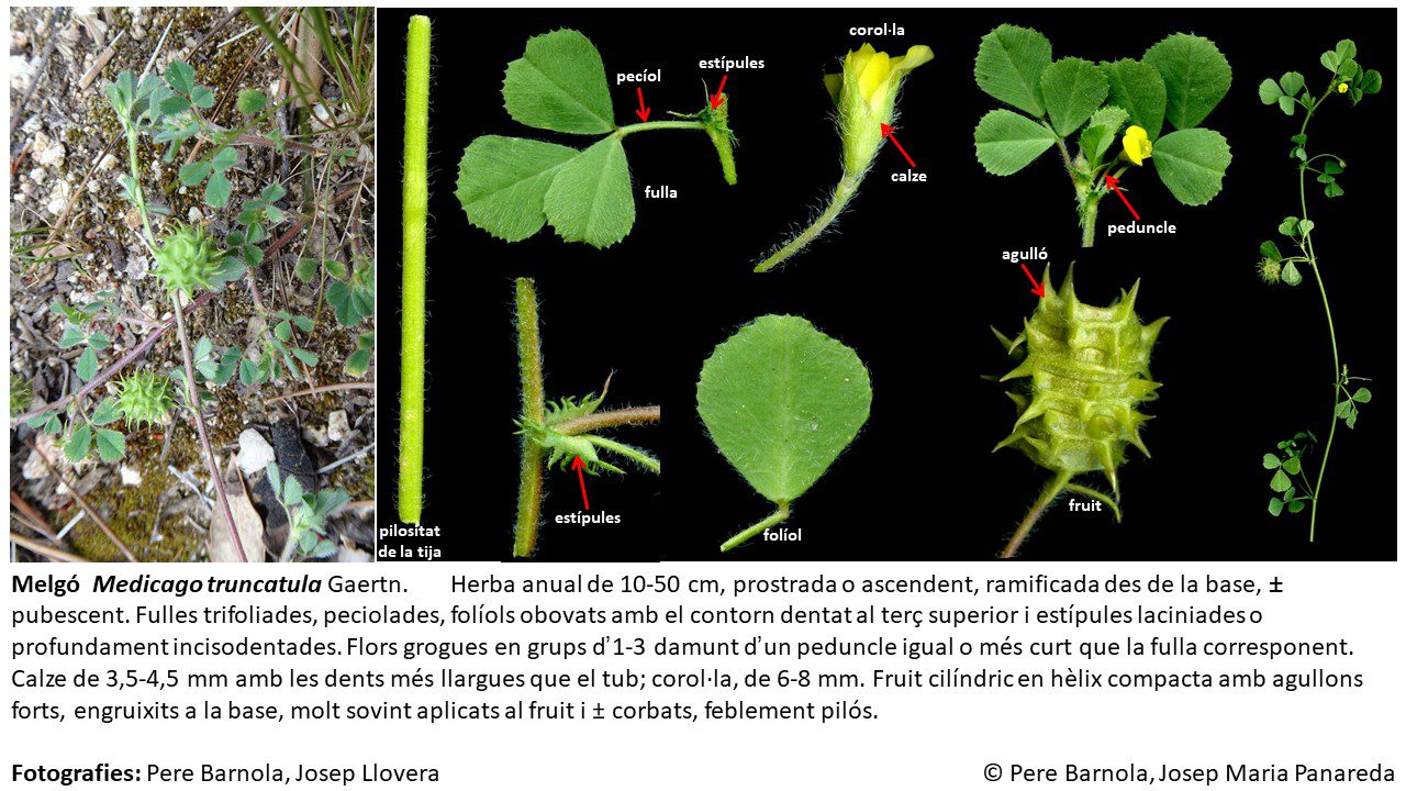 fitxa_Medicago_truncatula