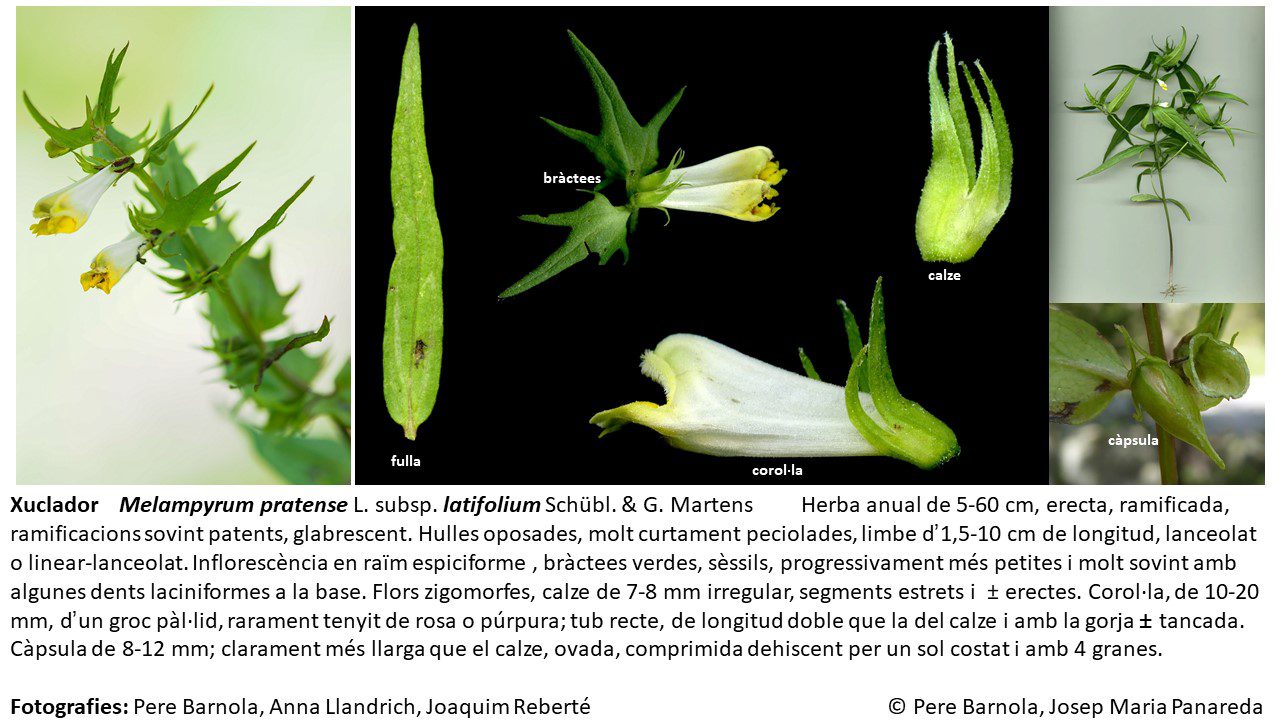 fitxa_Melampyrum_pratense_latifolium