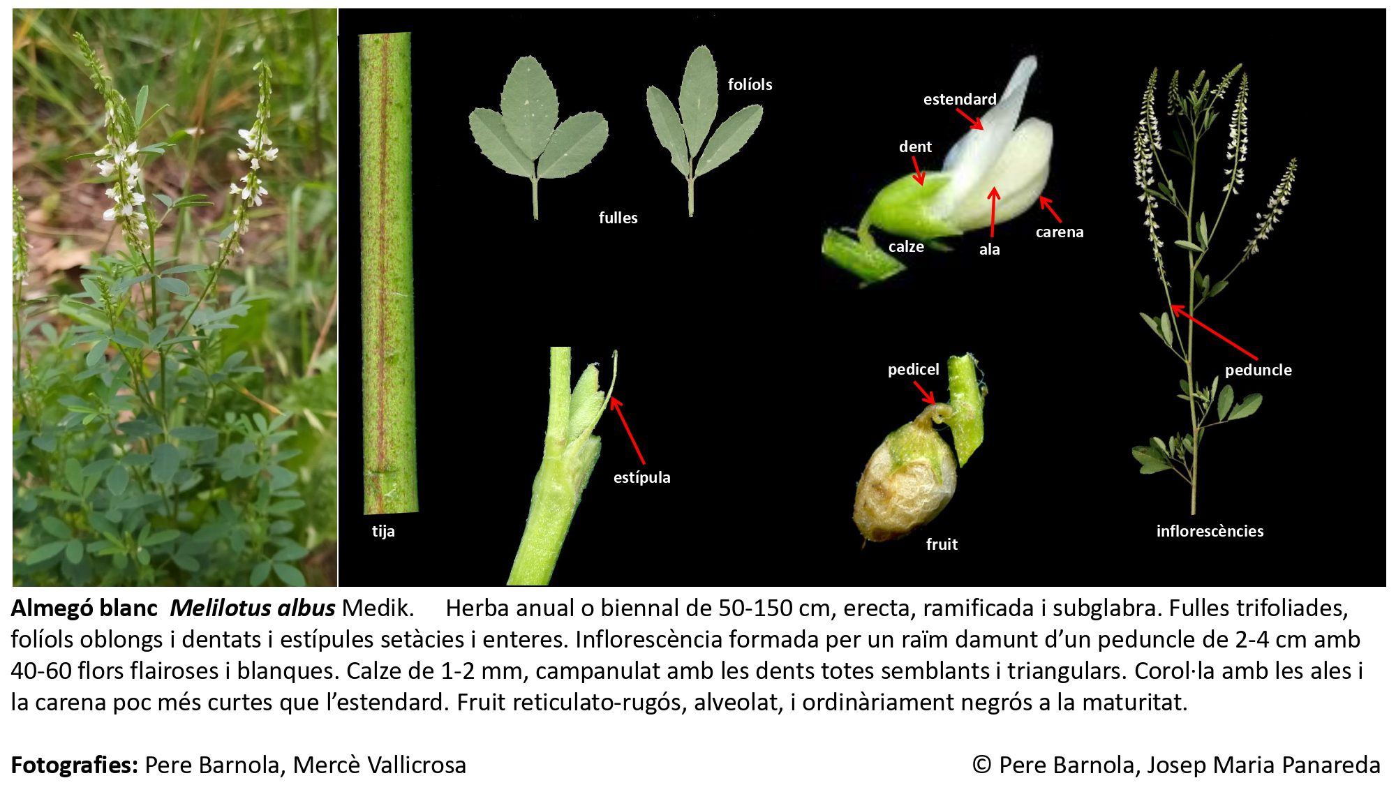 fitxa_Melilotus_albus