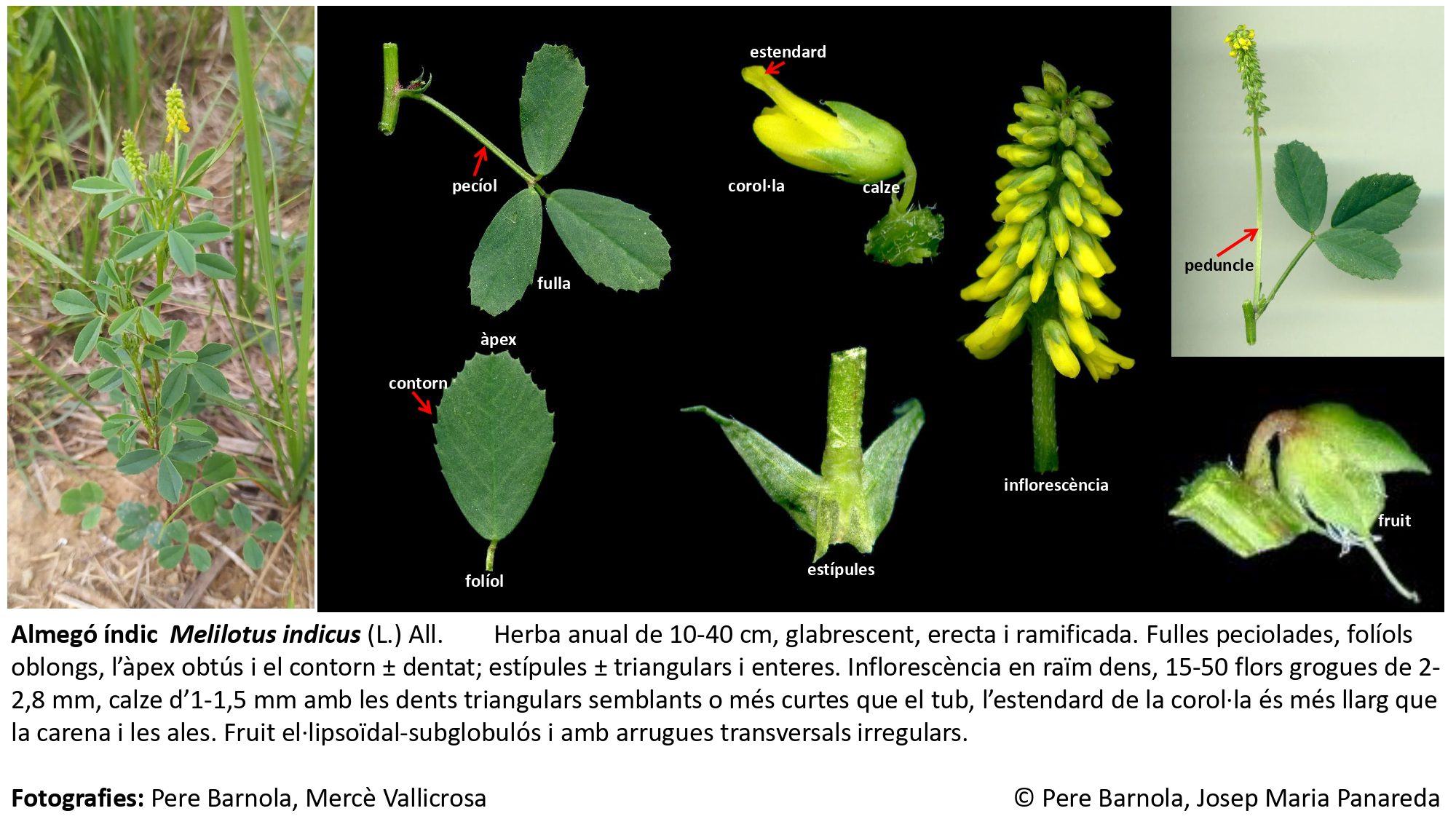 fitxa_Melilotus_indicus