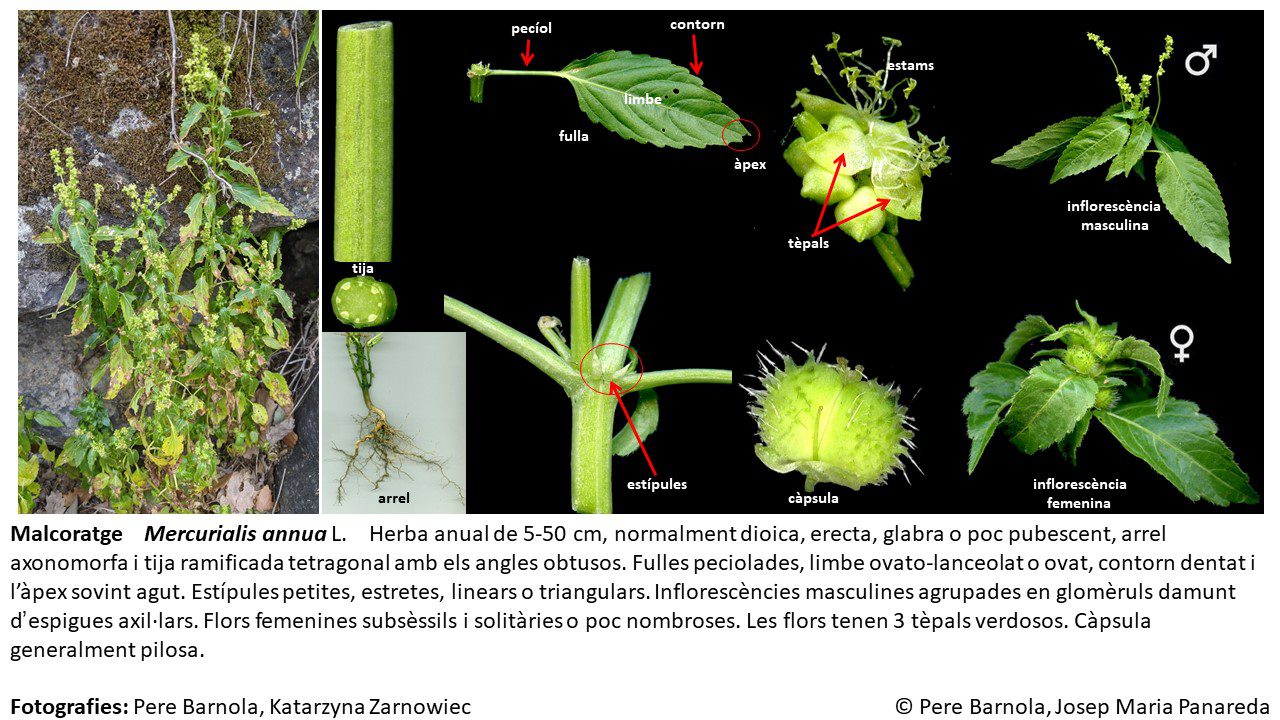 fitxa_Mercurialis_annua