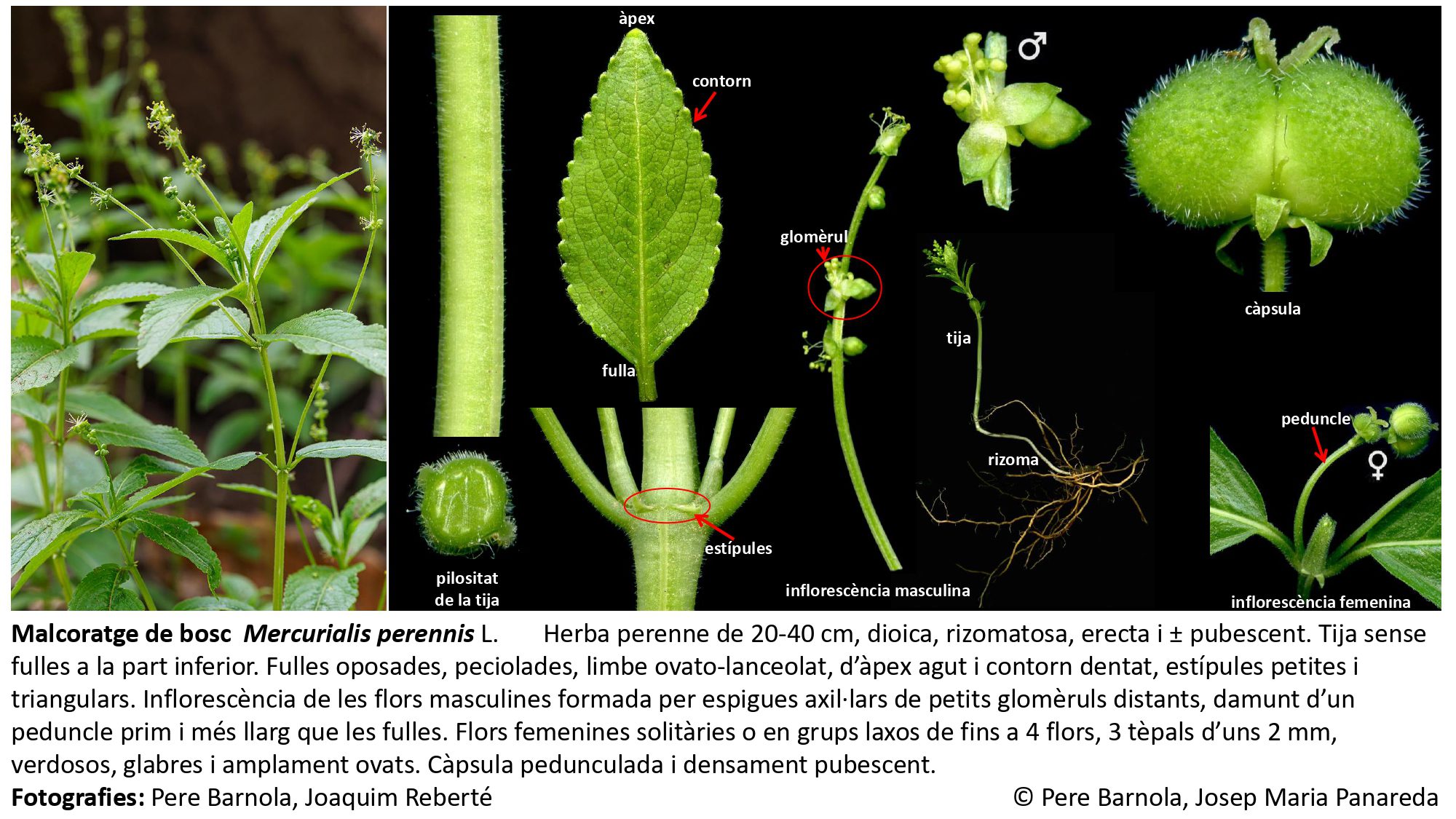 fitxa_Mercurialis_perennis